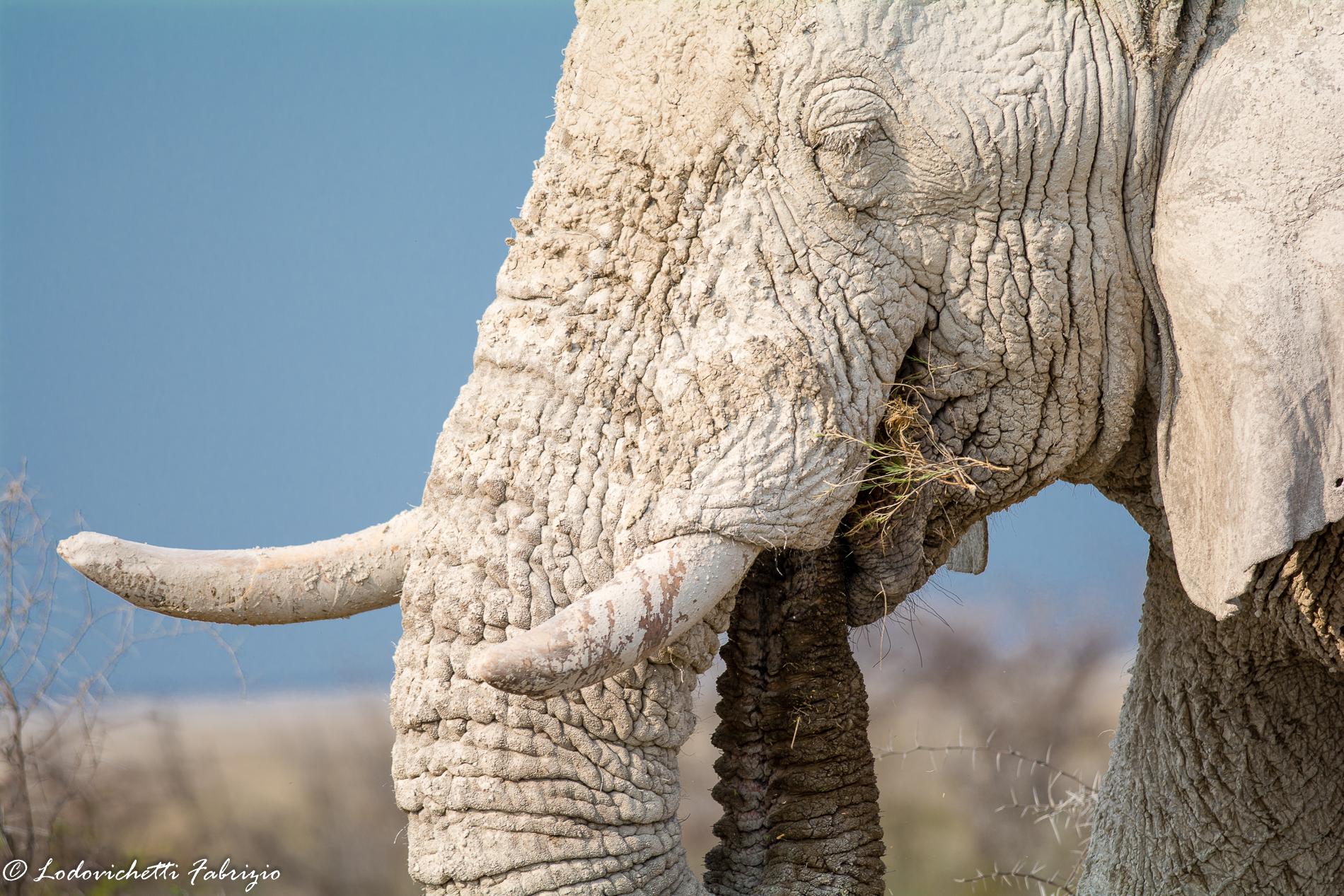 Elephant Etosha NP