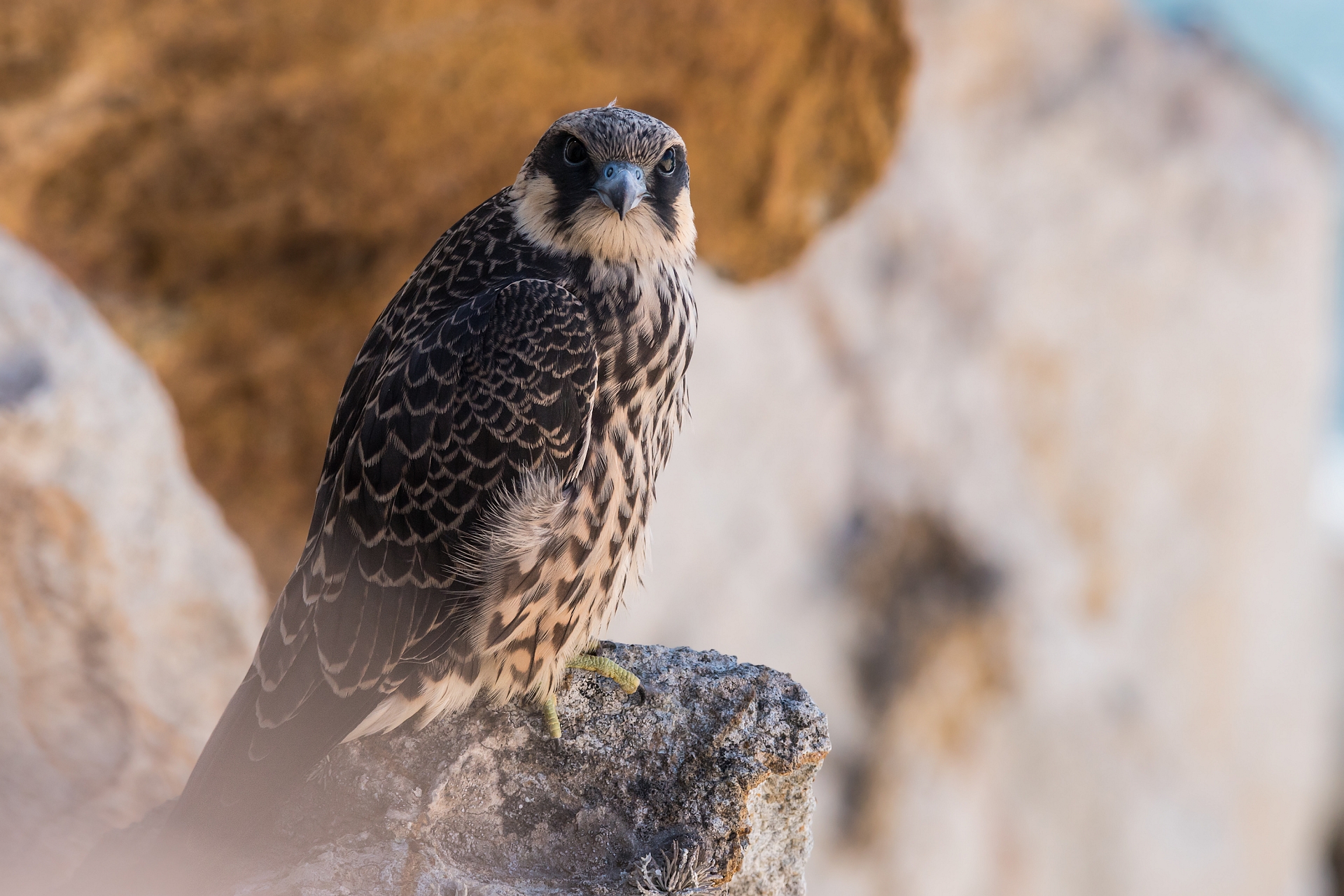 Falco della regina (giovane)