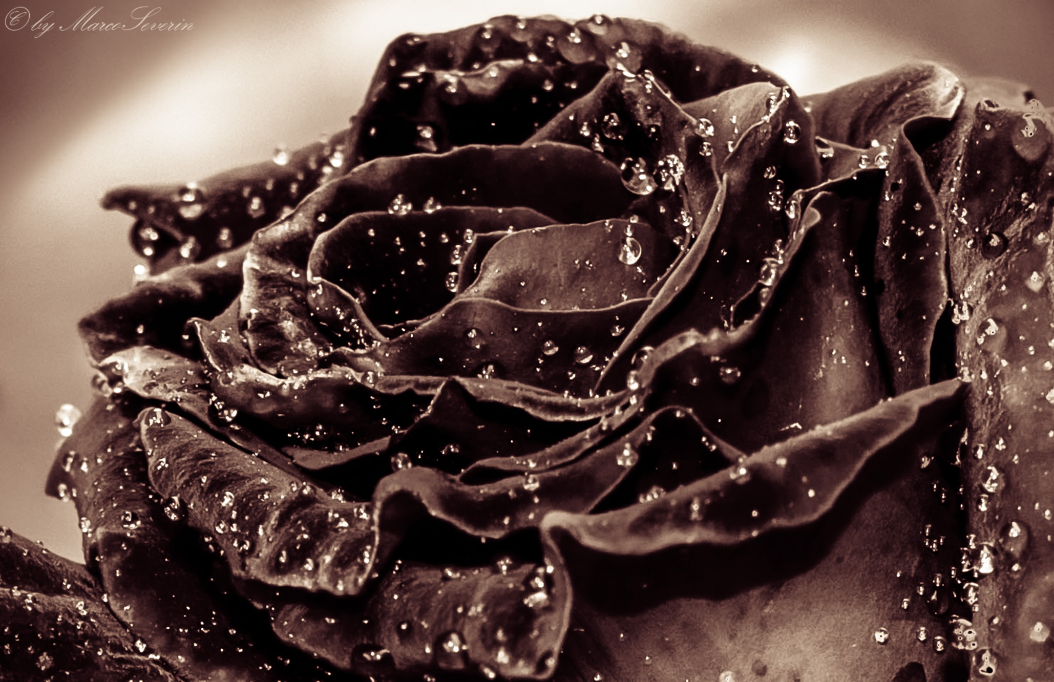 Toned on Black Rose