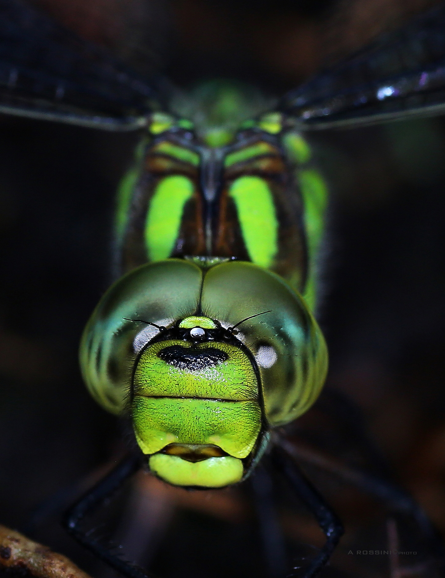 Meeting ravvicinato_Libellula green