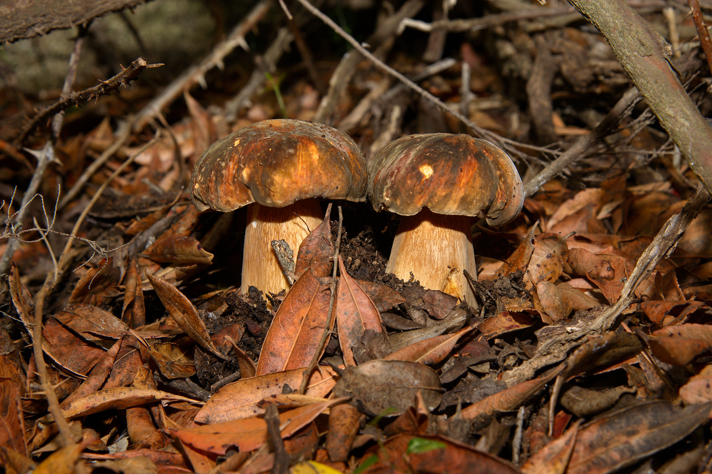 porcino nero (Boletus aereus)