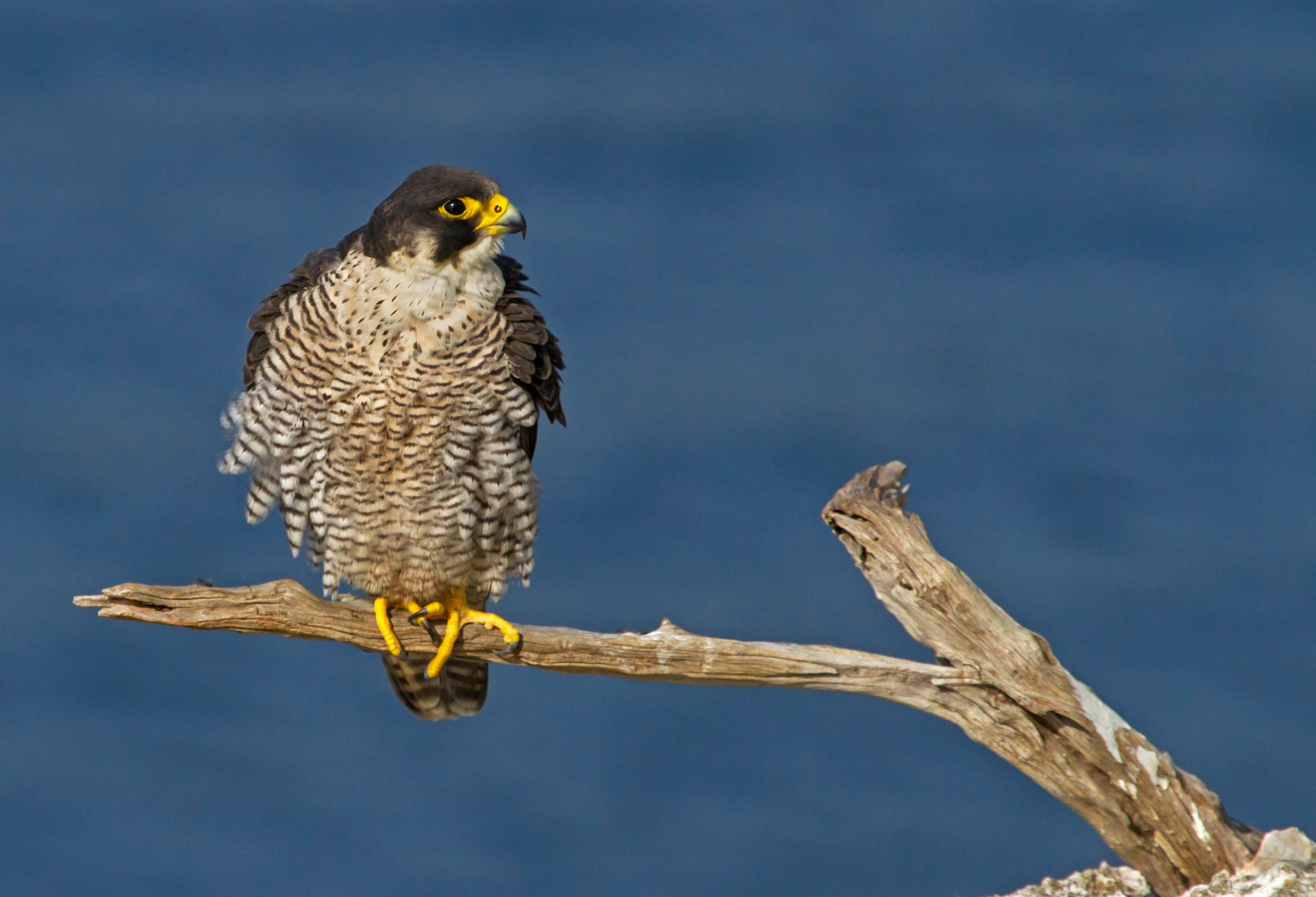 peregrine roost