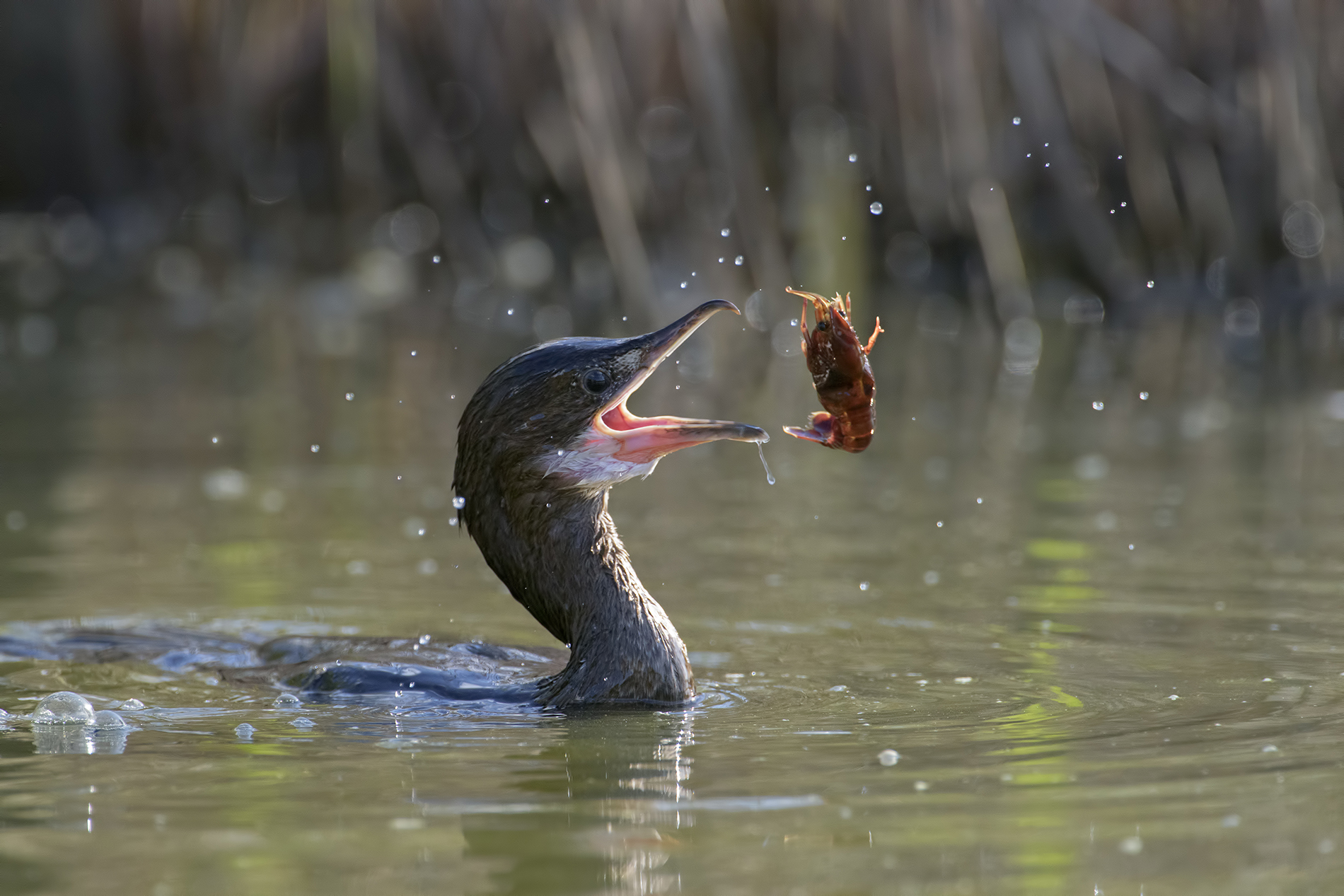 la pesca del marangone