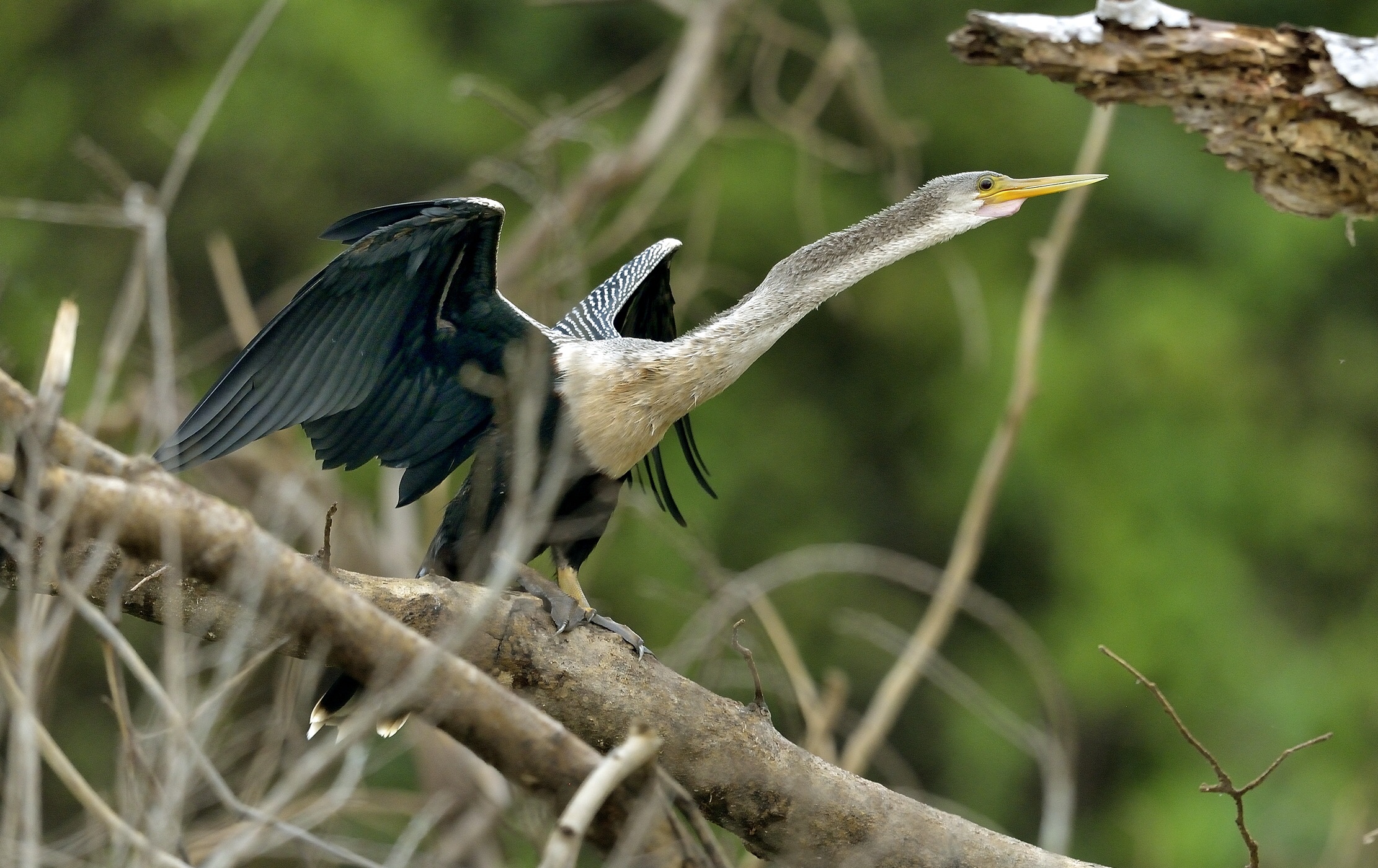 Pantanal 2015 - Aninga