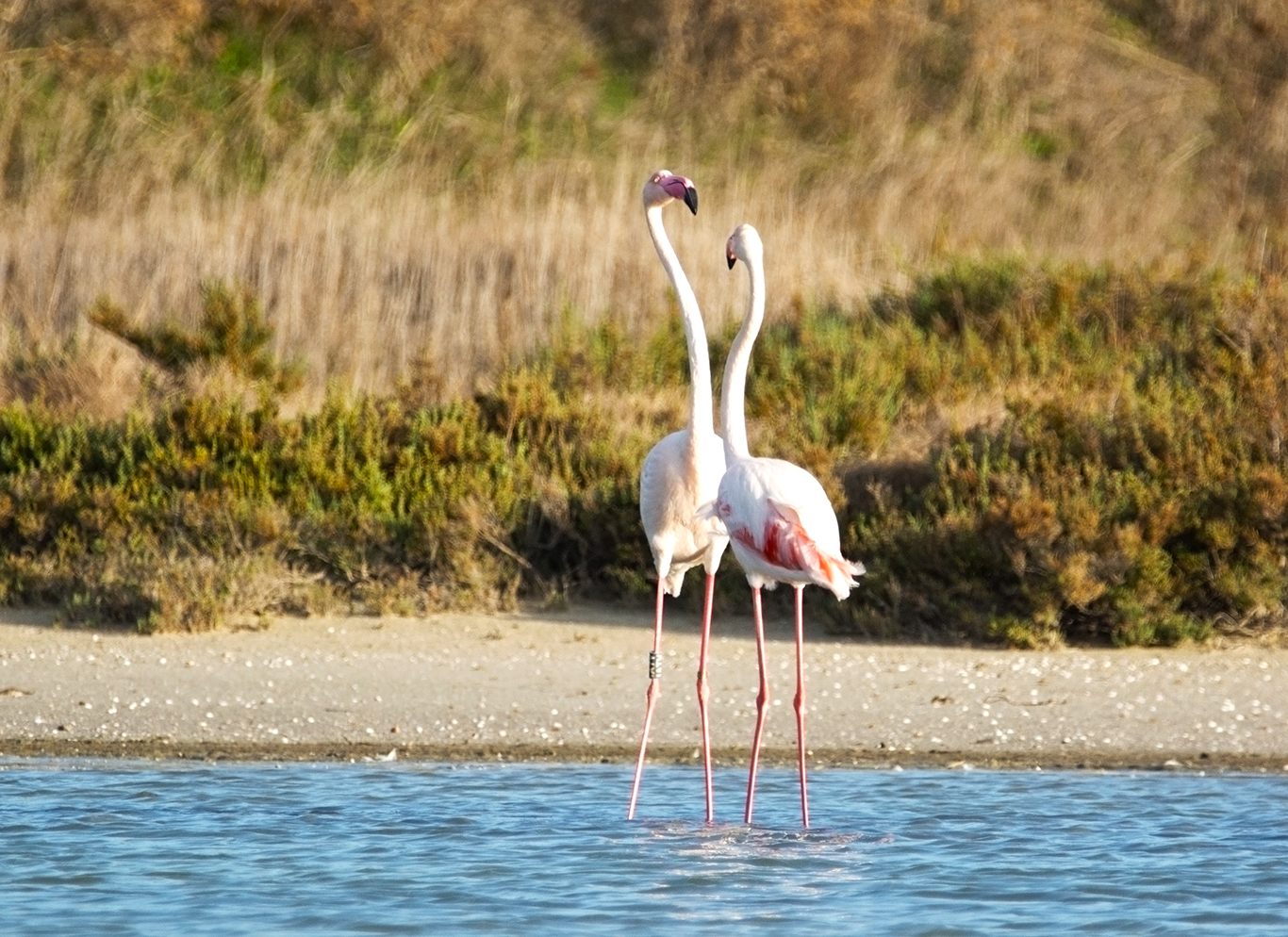 I'm taller than you. Pink flamingos. Sardinia