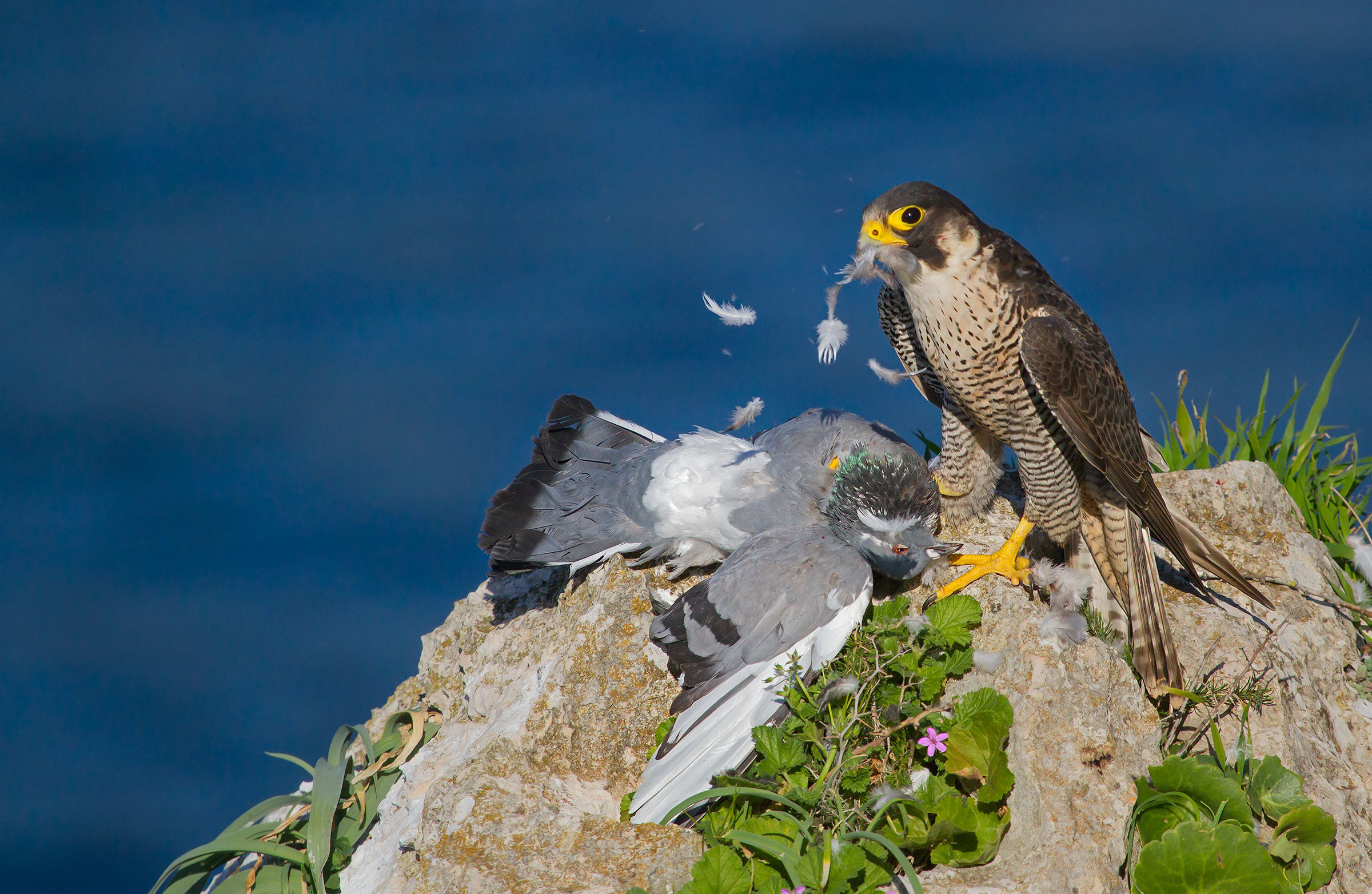 pellegrino con preda