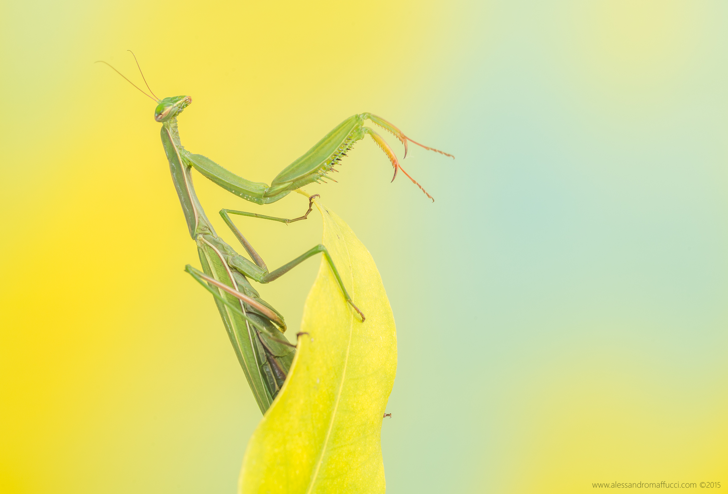 L'ultima mantide 2015 (ii)