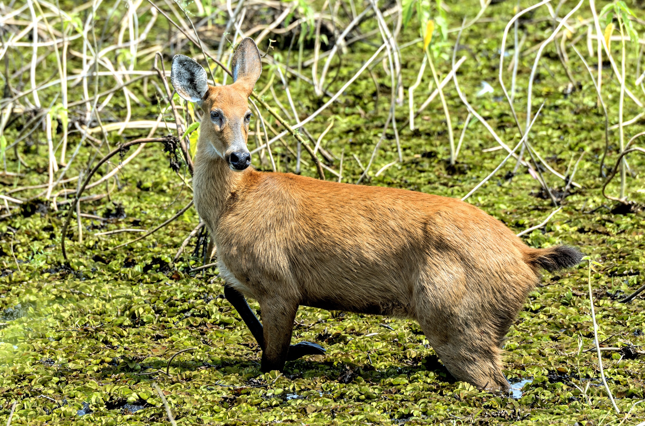Pantanal 2015 - Cervo di Palude