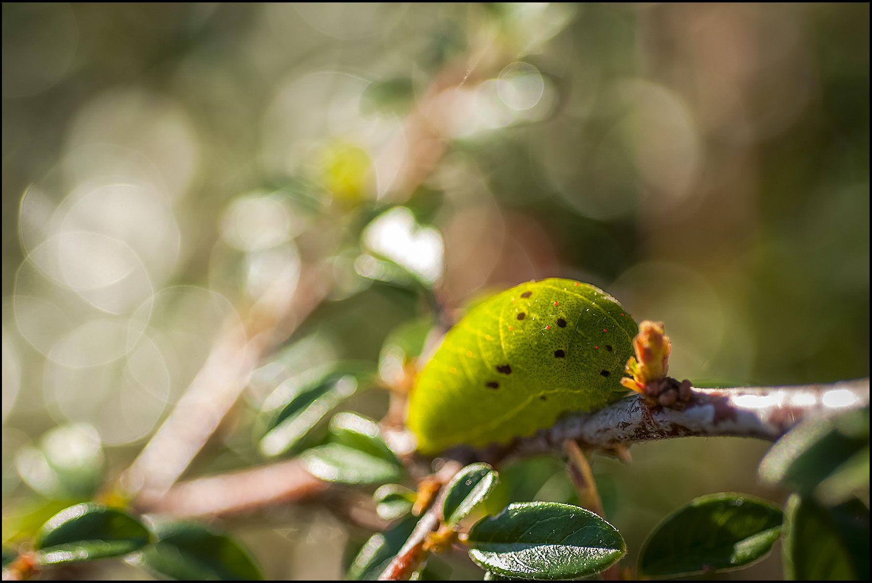 Caterpillar Podalirius