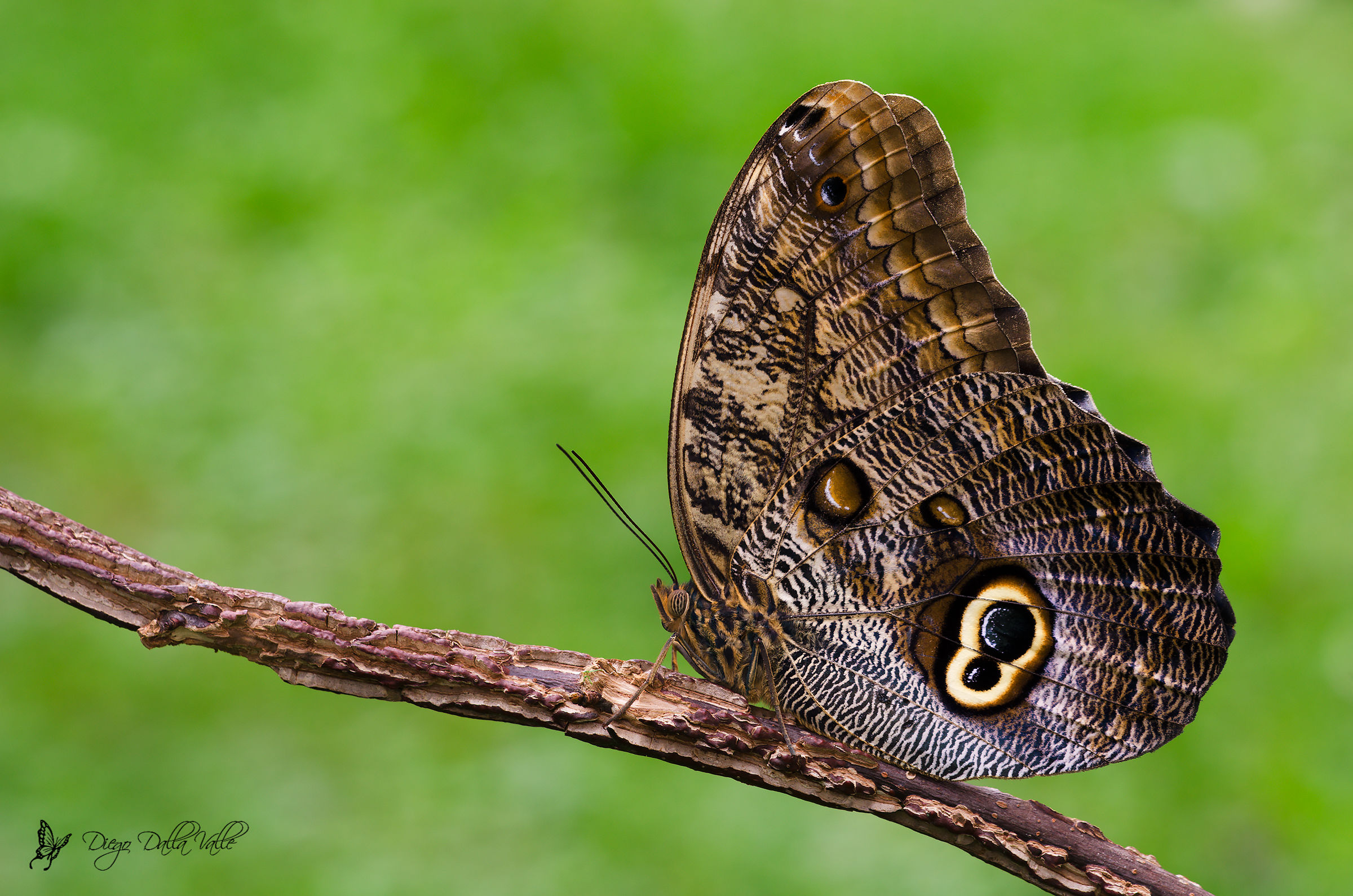 Owl Butterfly
