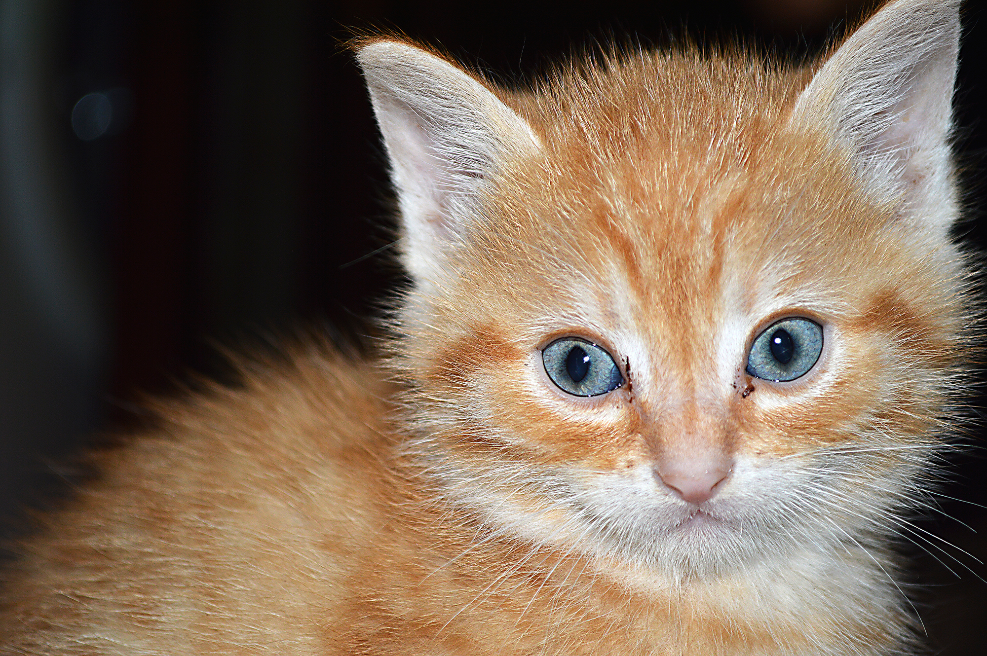 the cat without boots