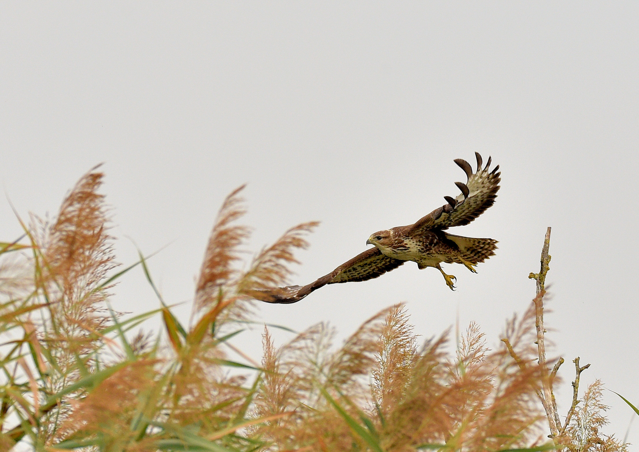 Buzzard