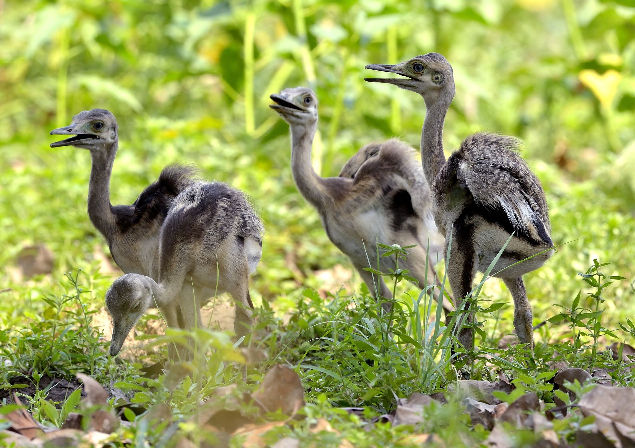Pantanal 2015 - Pulli di Nandù (Rhea americana)