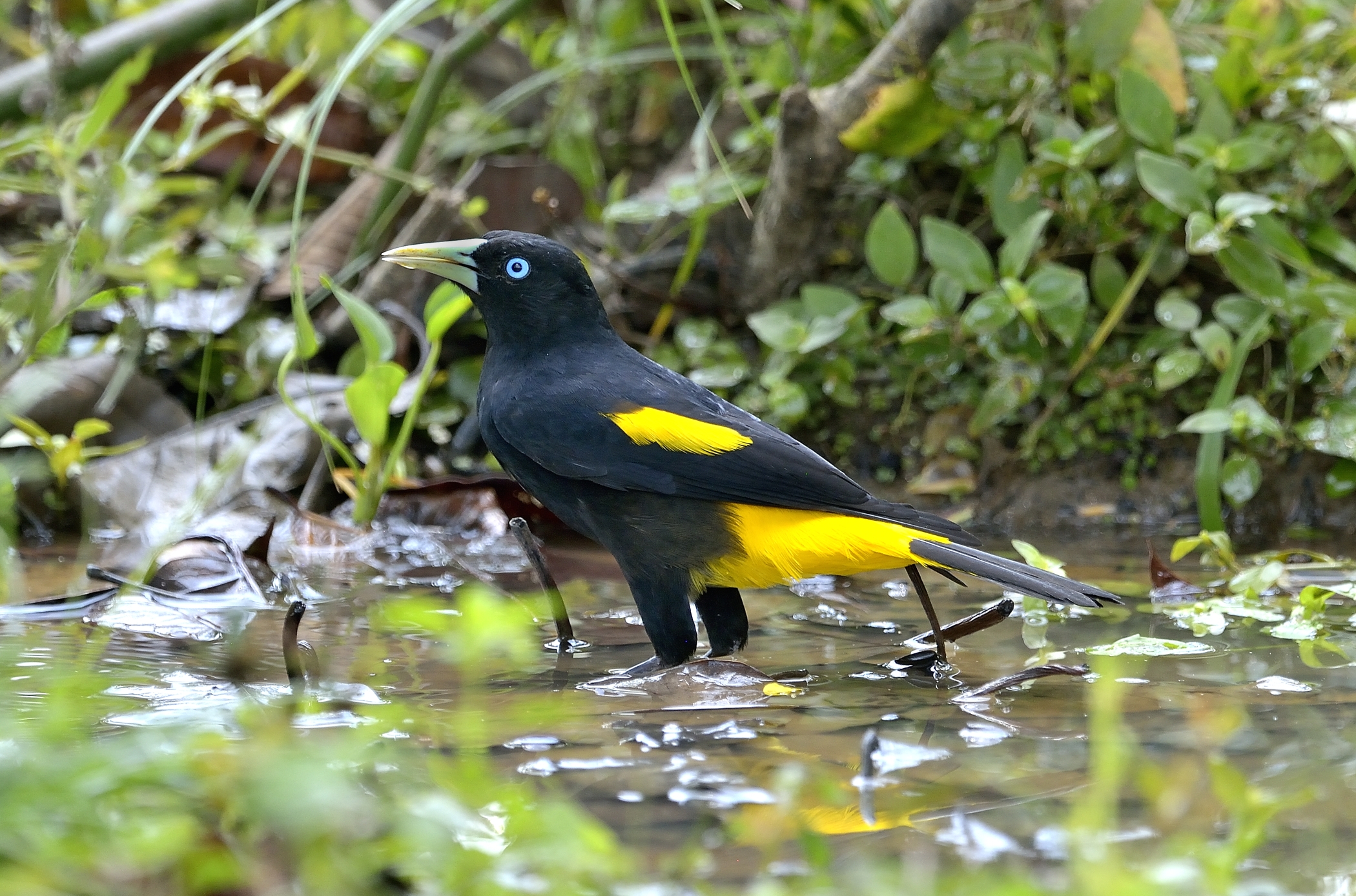Pantanal 2015 - Yellow-rumped cacique (Cacicus cela)
