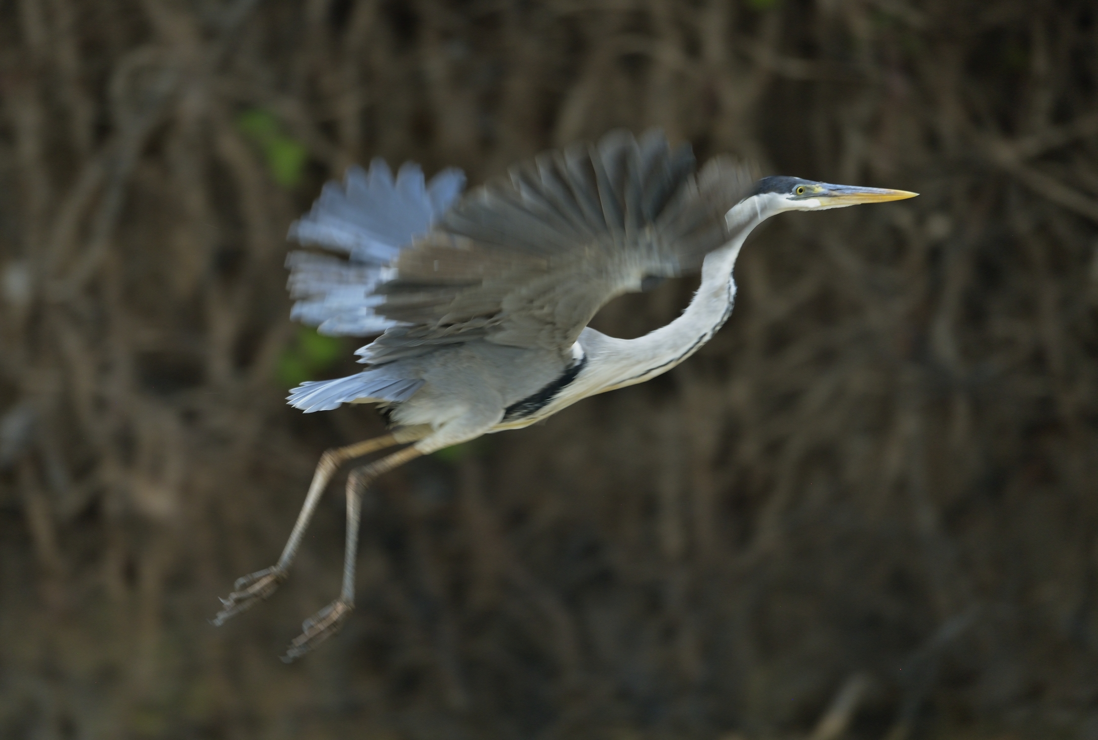Pantanal 2015 - Airone