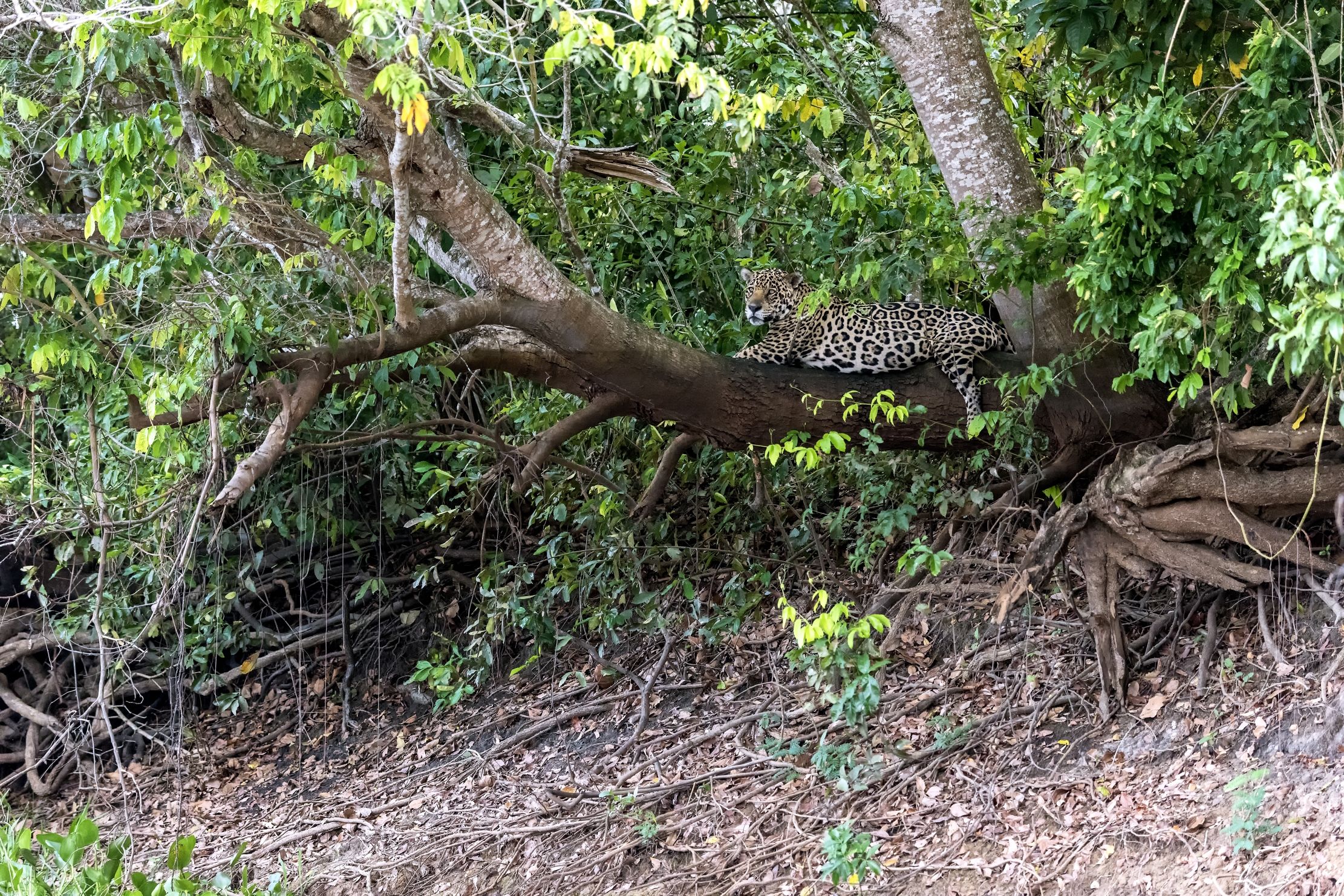 Pantanal 2015 - Jaguar