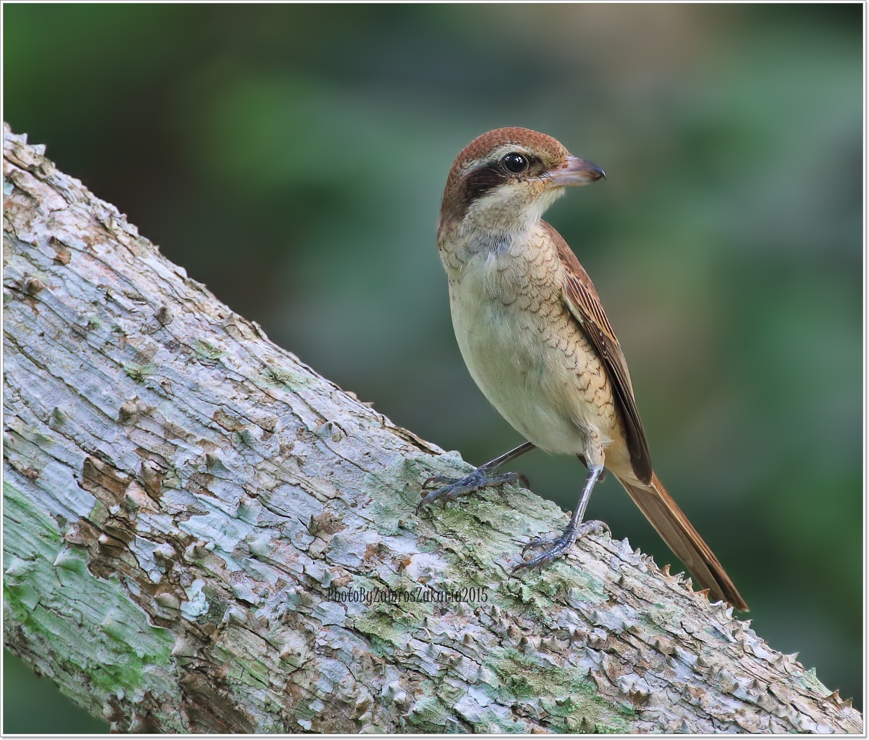 Brown Shrike