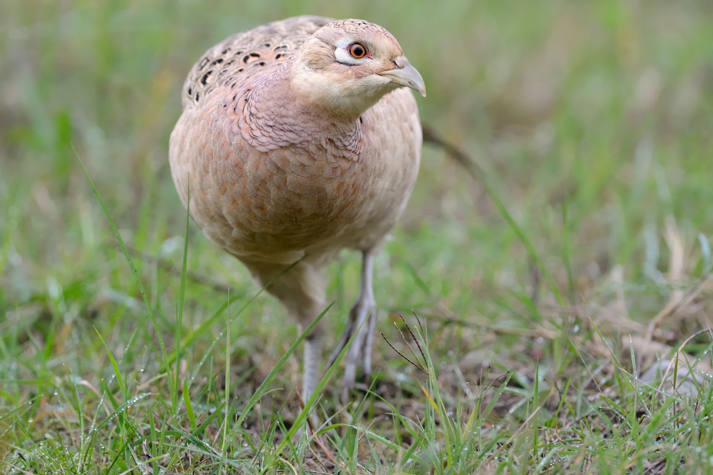 Female pheasant.