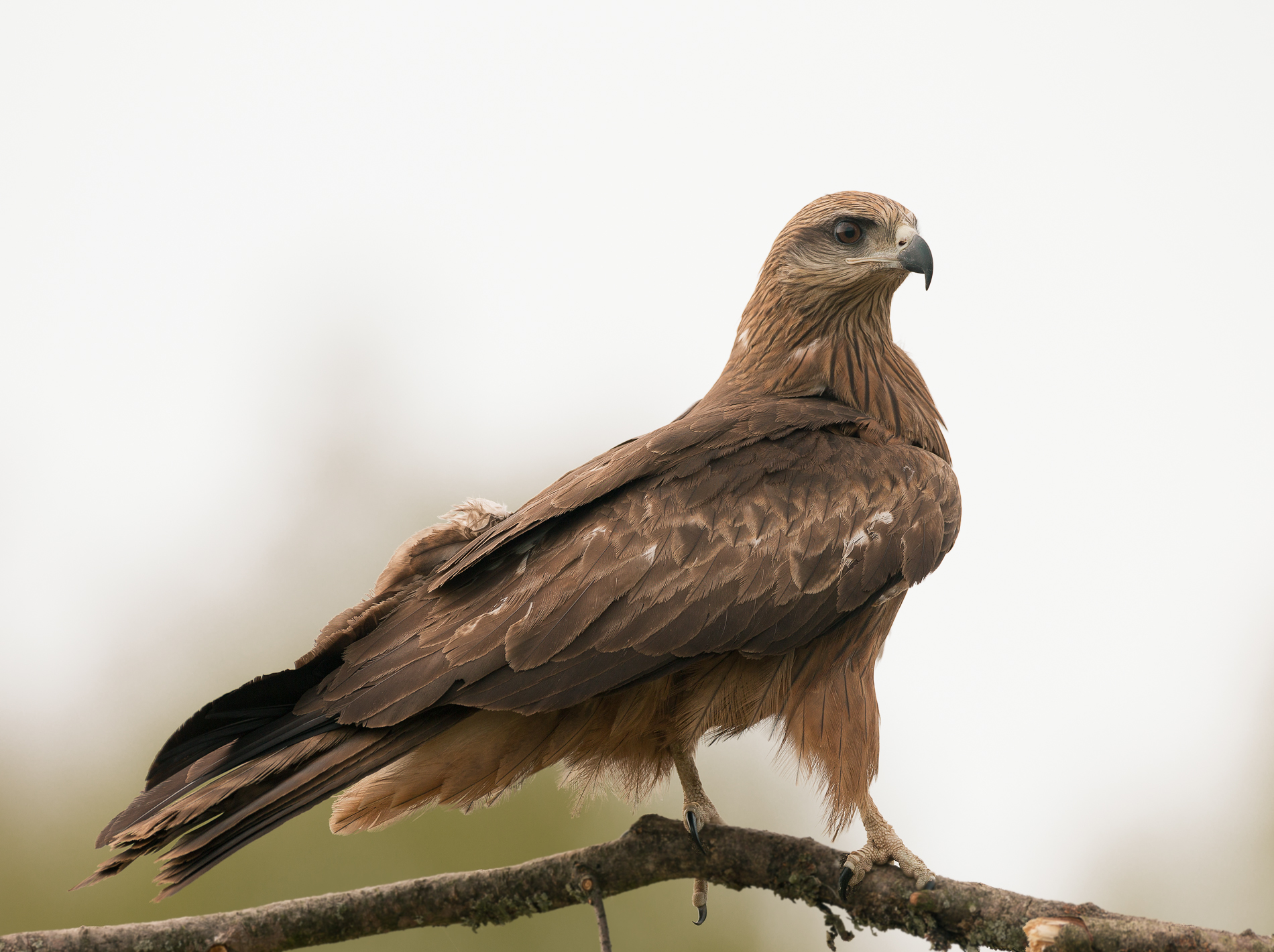 Black kite posing