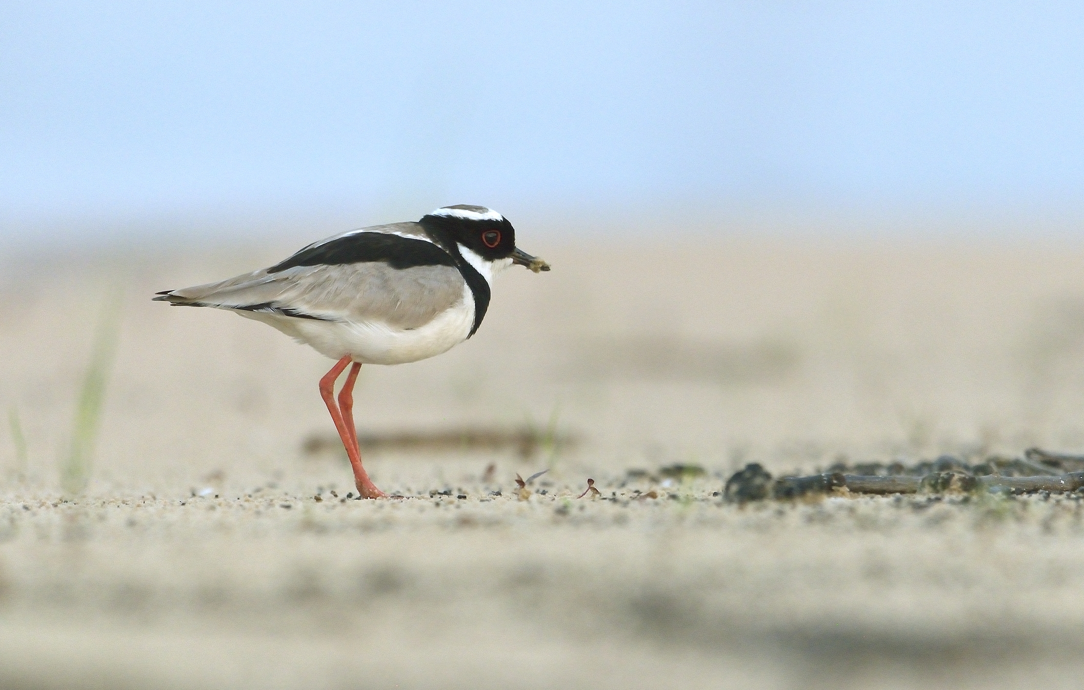 Pied plover (Vanellus cayanus)