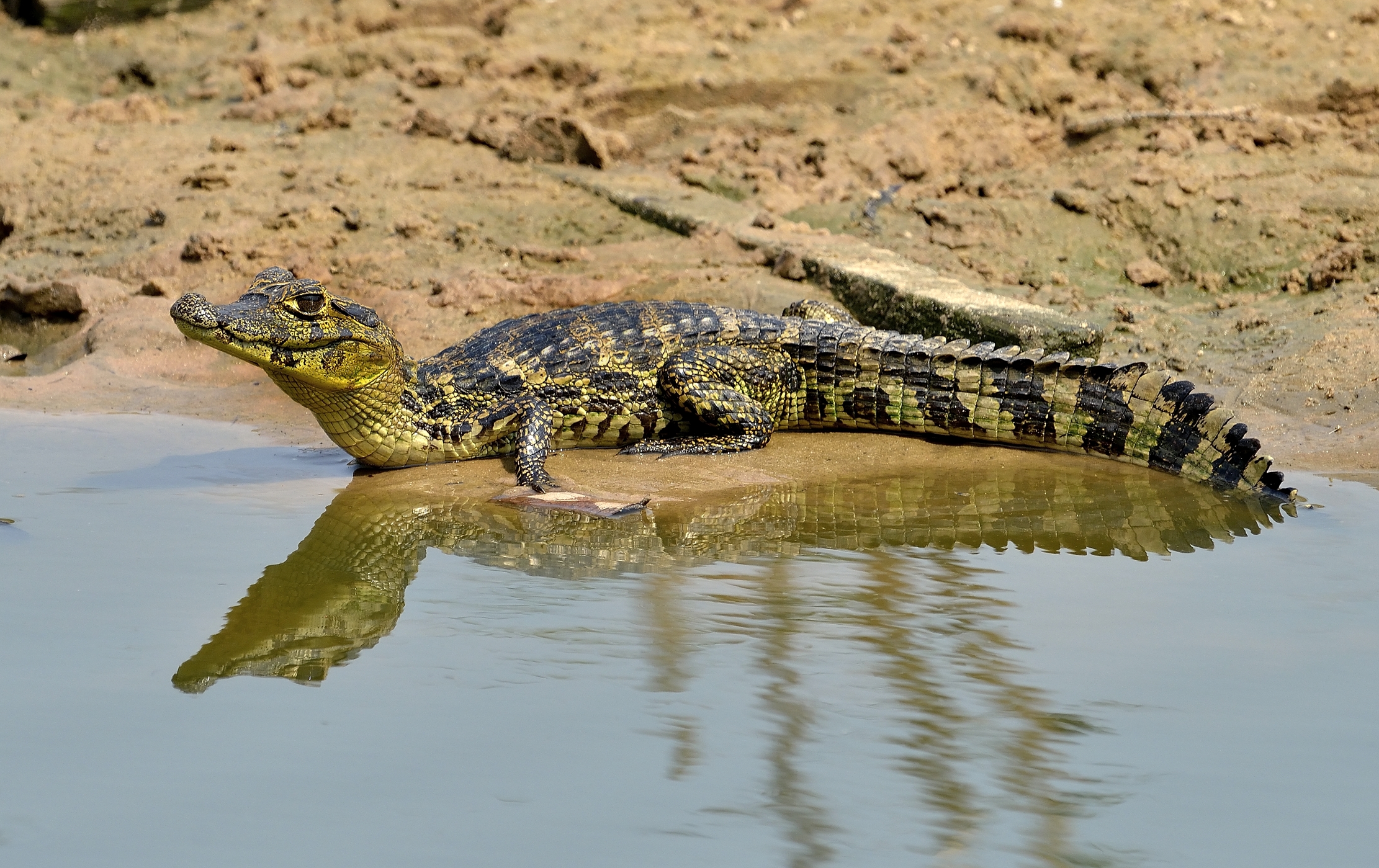 Pantanal 2015 - Giovane Caimano