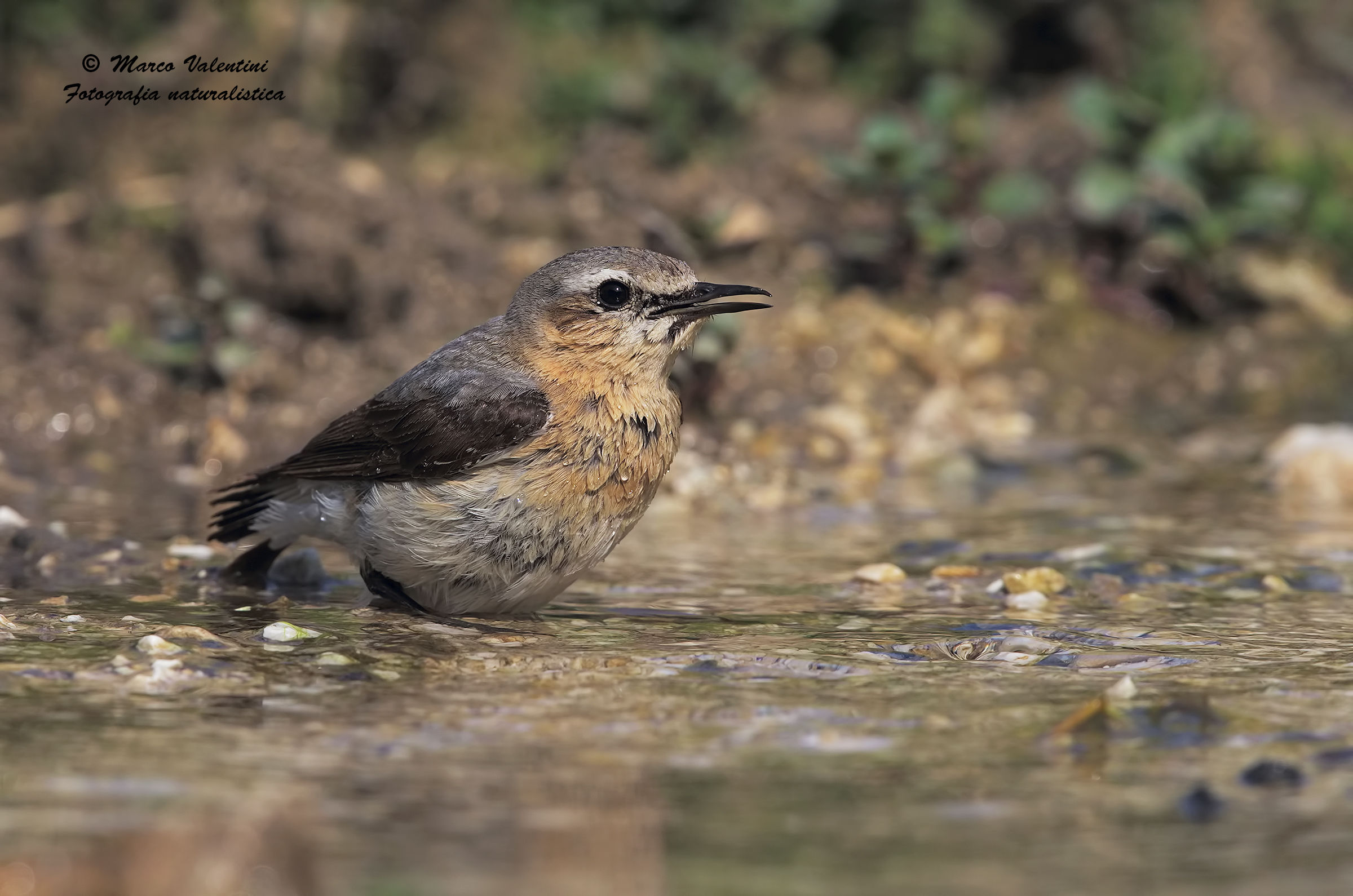 Wheatear the bathroom