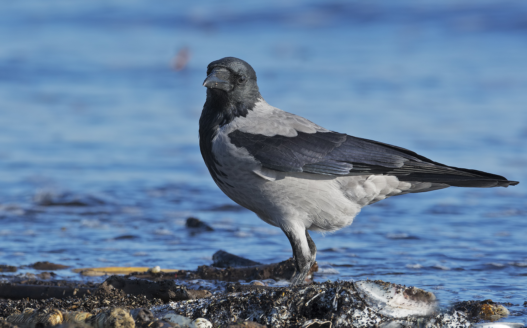 Hooded Crow (Corvus corone cornix)