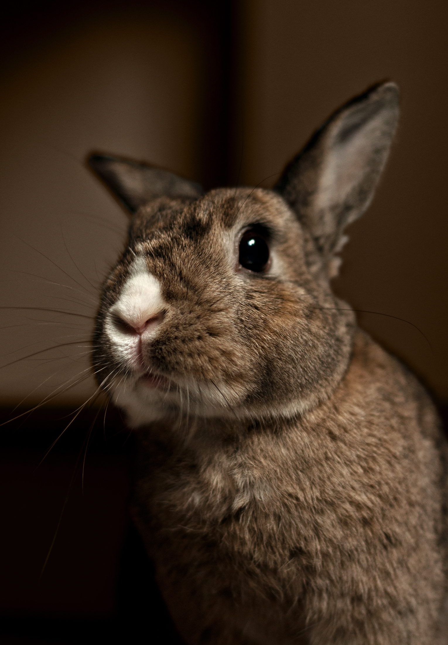 Proud to be a rabbit!