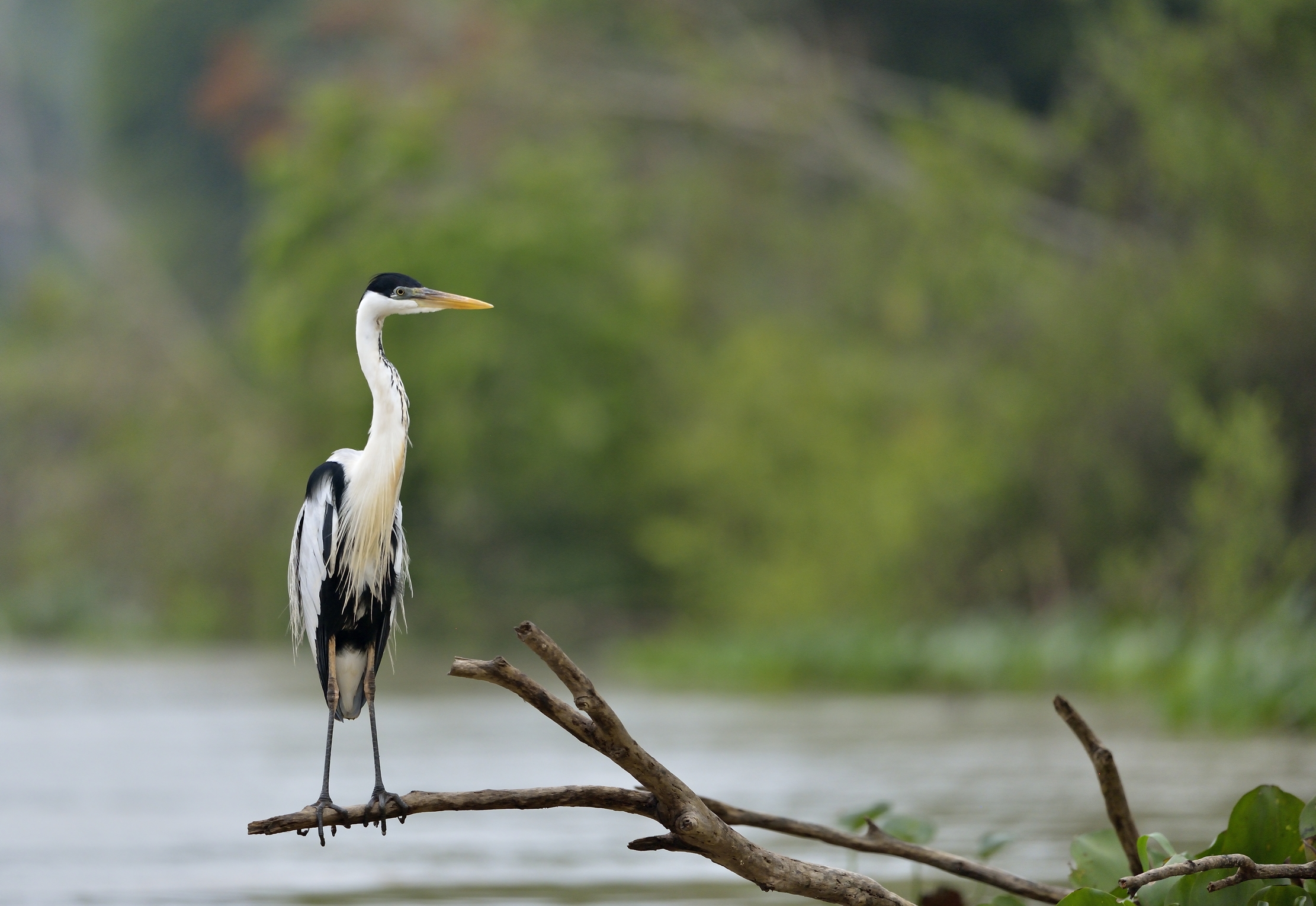 Pantanal 2015 - Airone