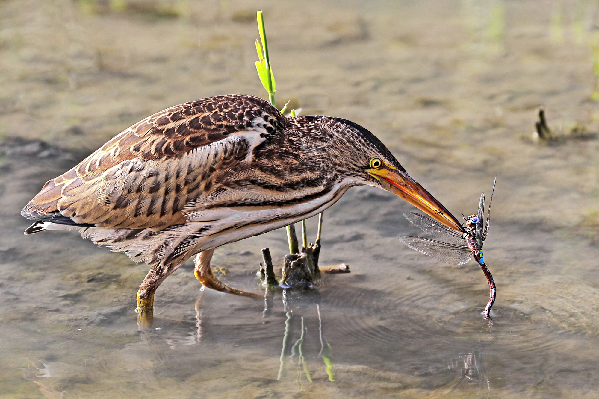Bittern
