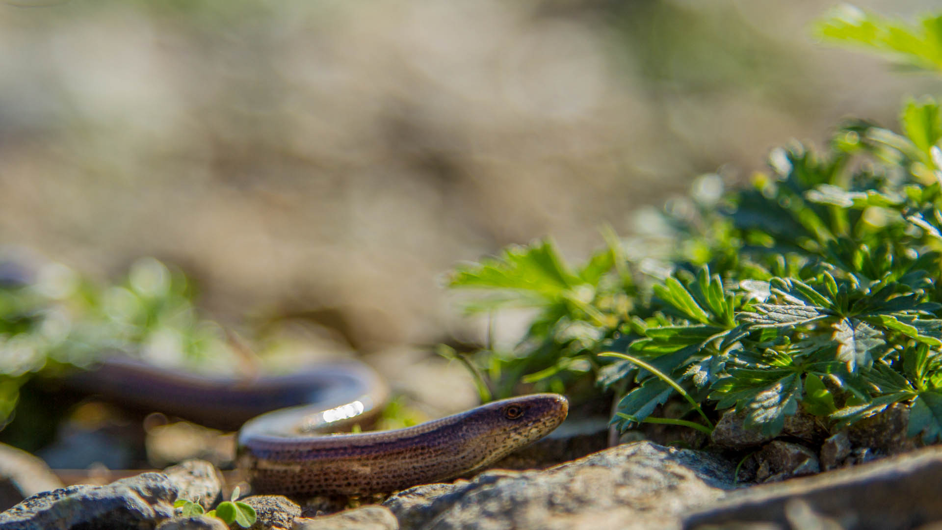 Orbettino, Anguis fragilis