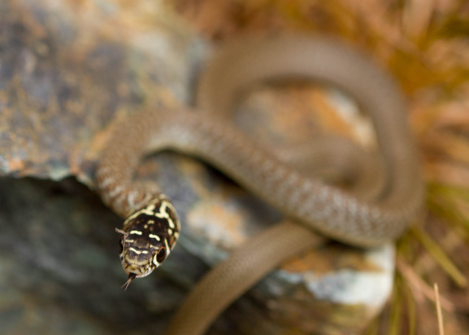 Giovane Biacco, Hierophis viridiflavus
