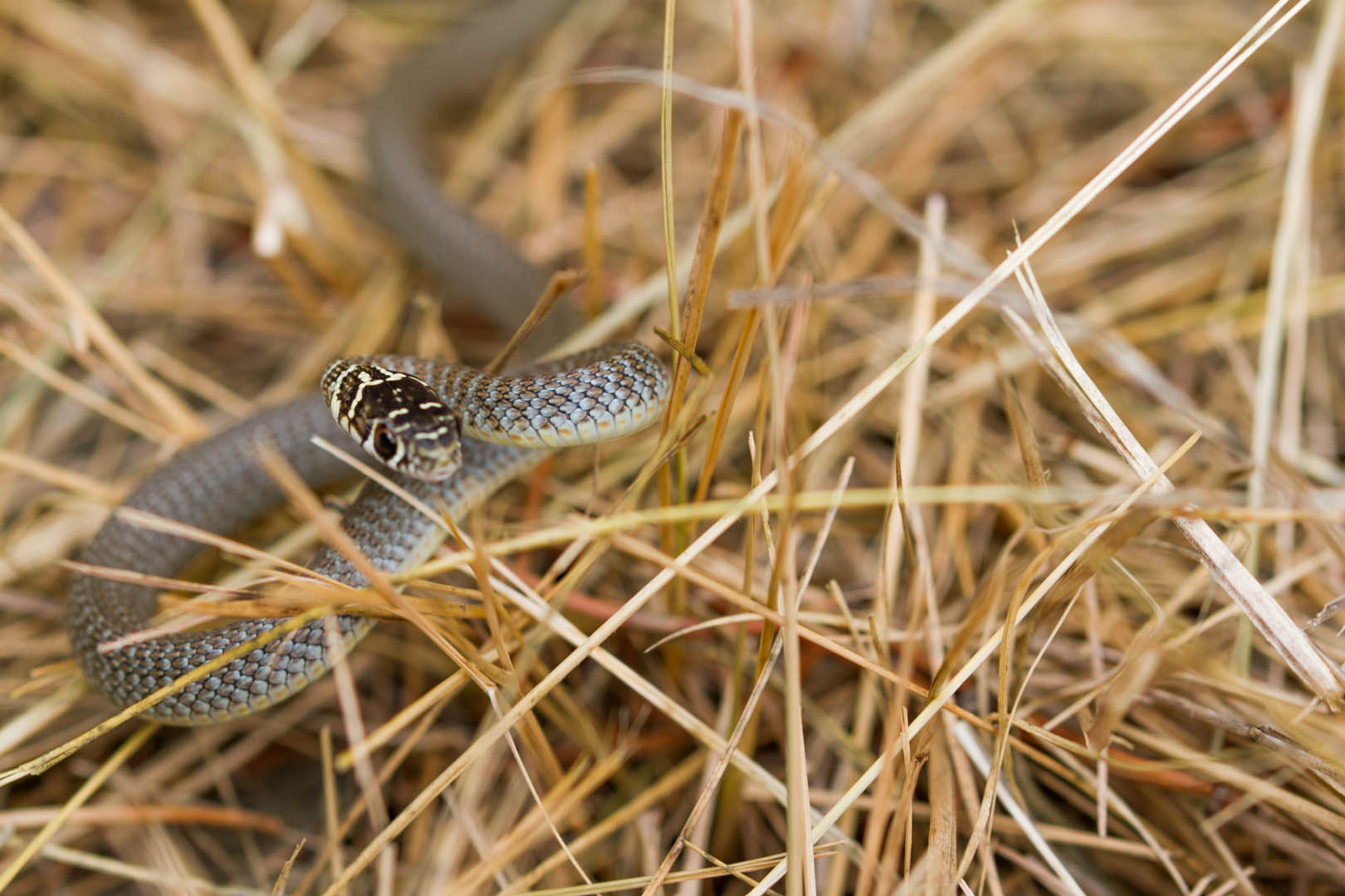 Giovane Biacco, Hierophis viridiflavus