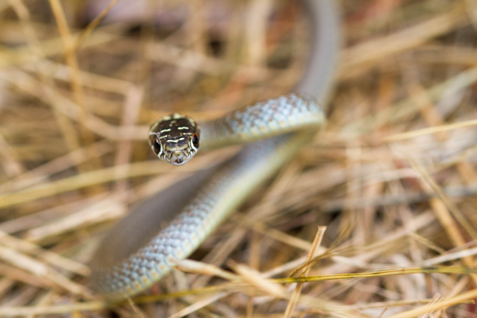 Giovane Biacco, Hierophis viridiflavus