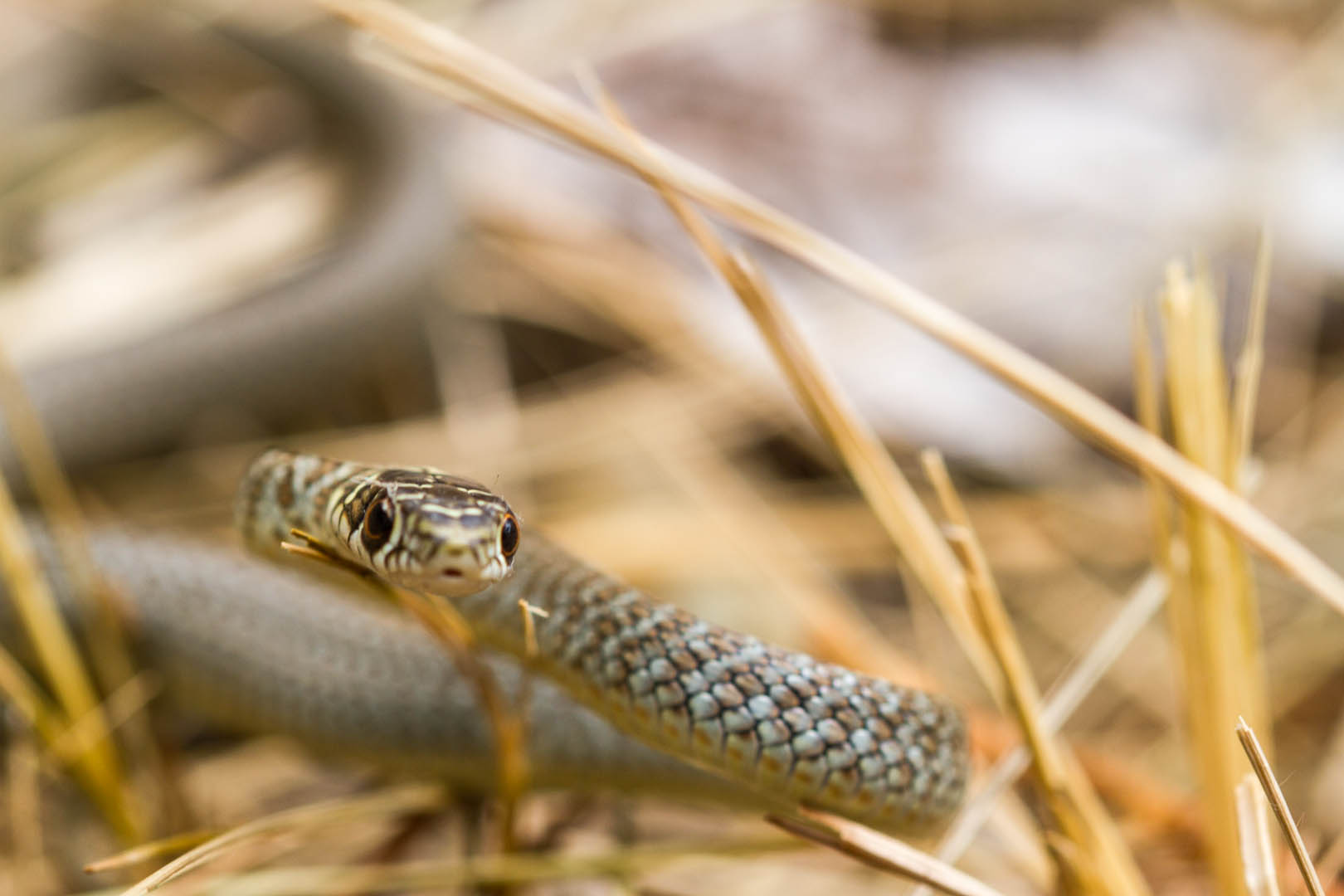 Giovane Biacco, Hierophis viridiflavus