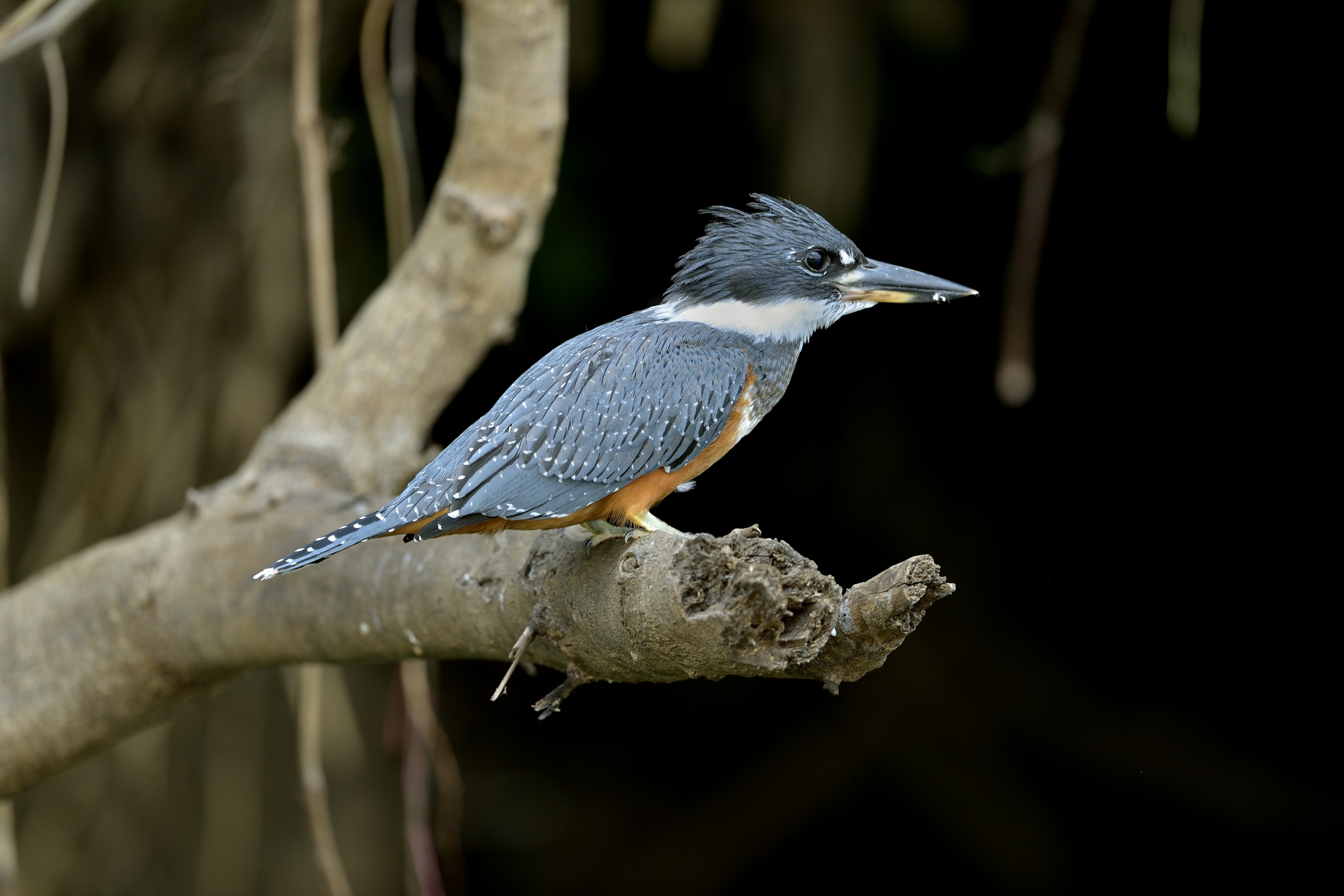 Pantanal 2015 - Martino