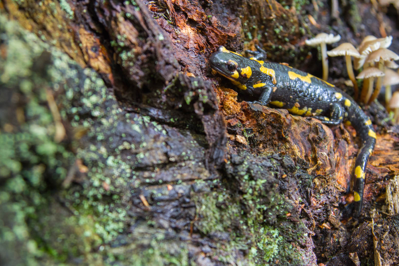 Salamandra Pezzata, Salamandra salamandra