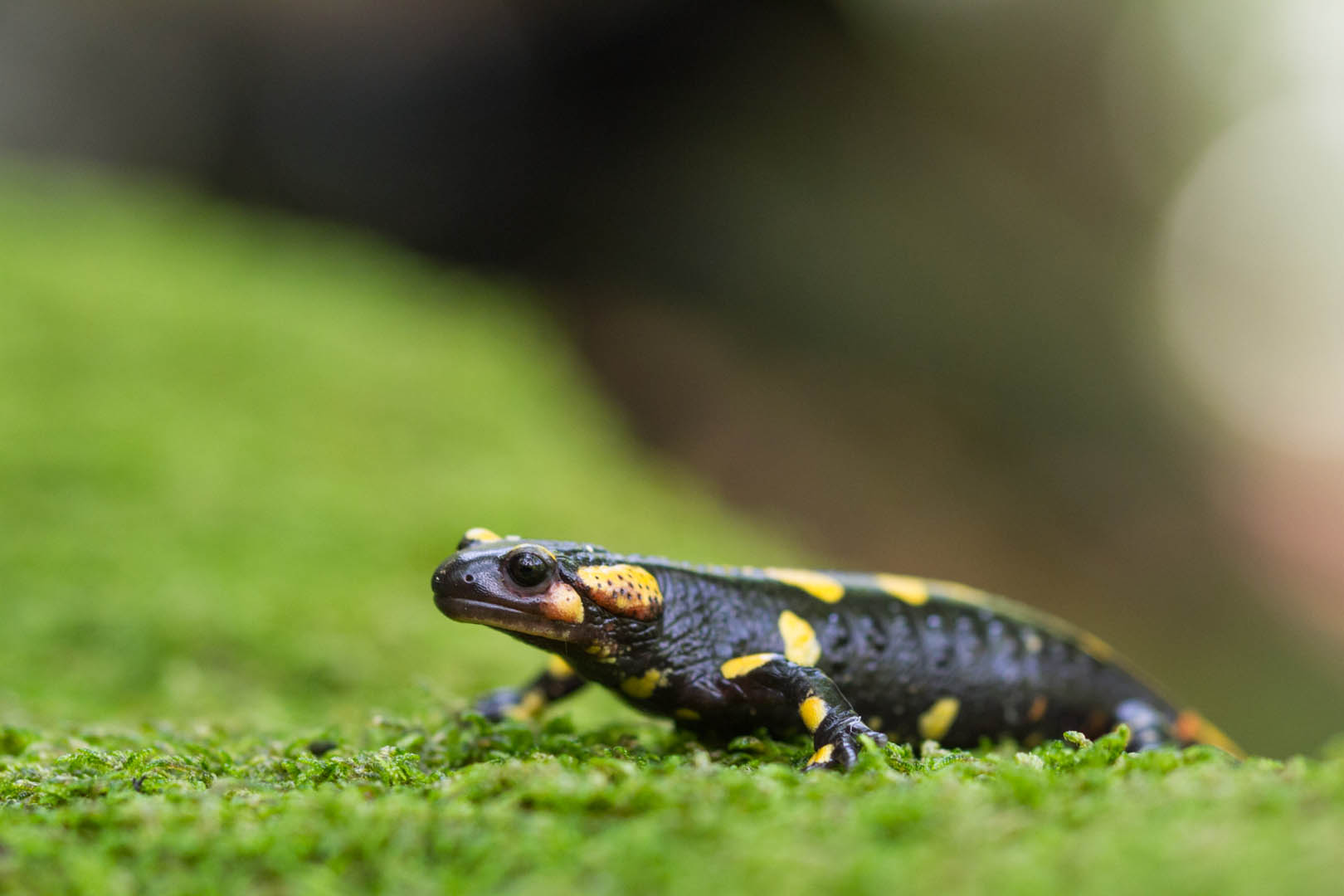 Salamandra Pezzata, Salamandra salamandra