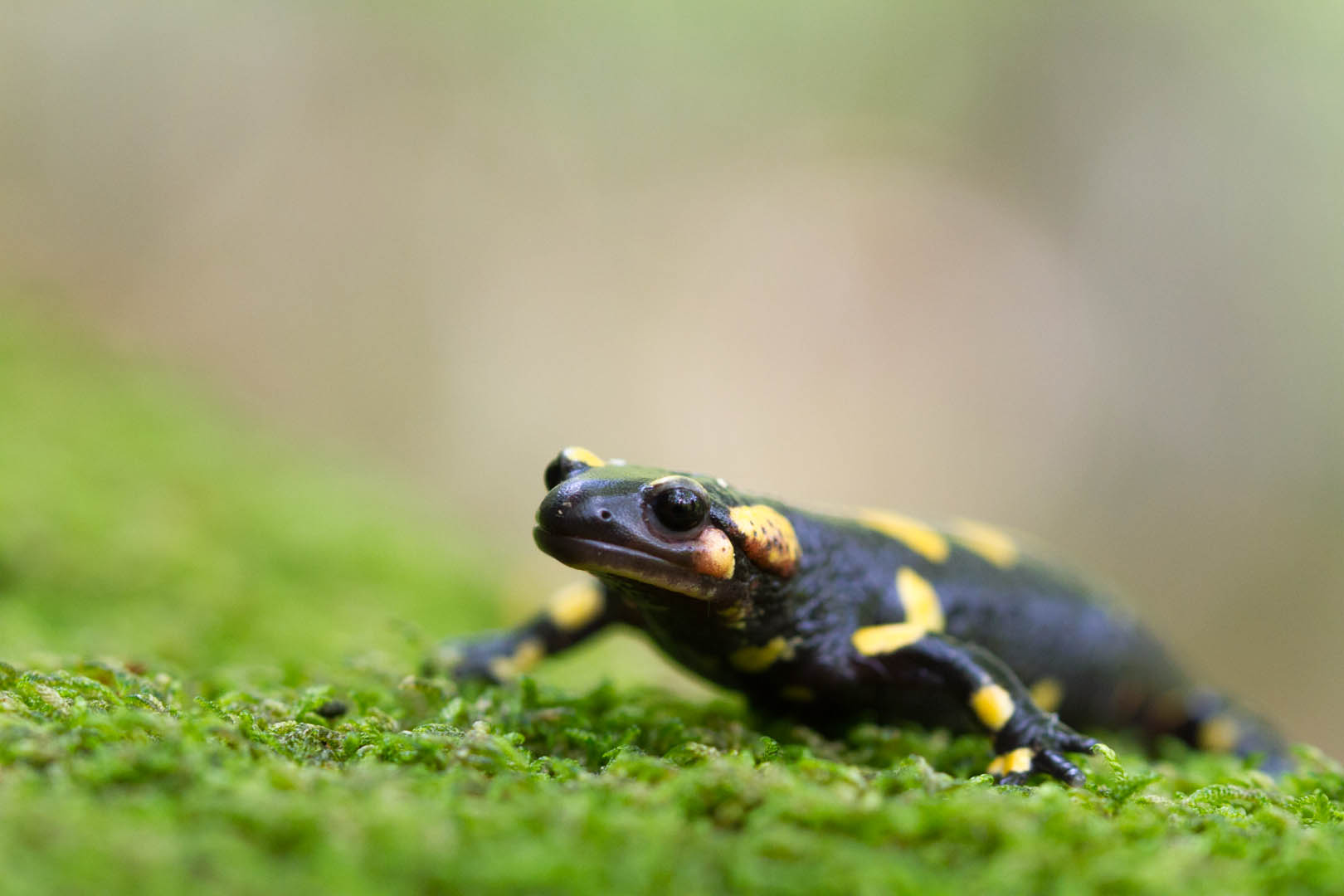 Salamandra Pezzata, Salamandra salamandra