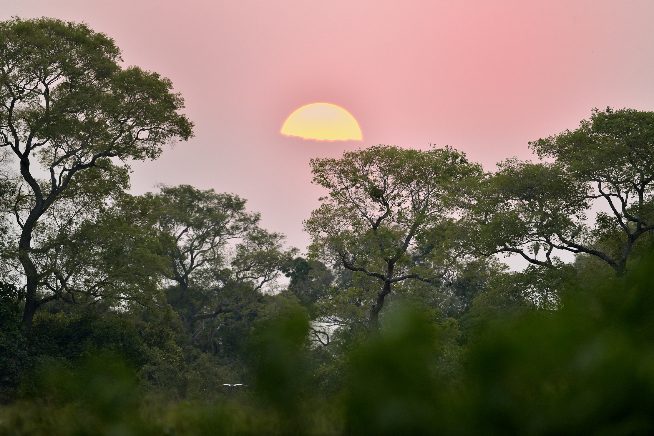 Pantanal 2015 - Tramonto