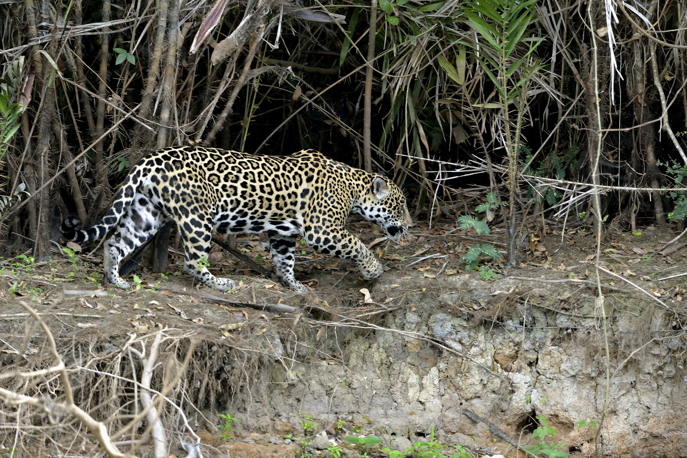 Pantanal 2015 - Jaguar