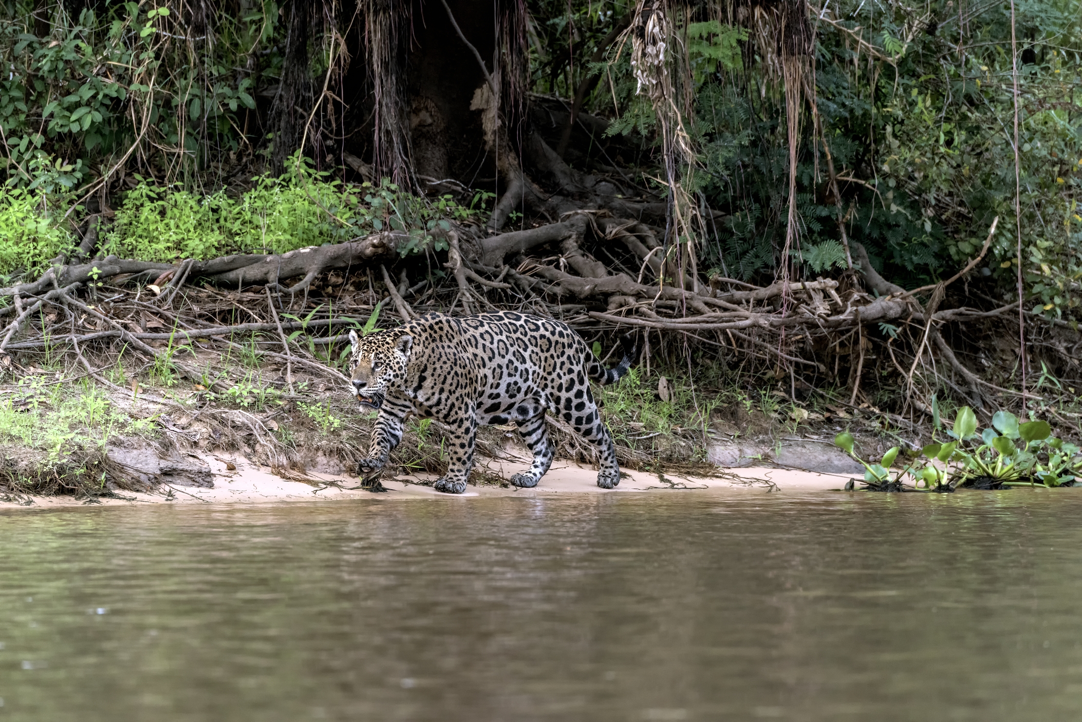 Pantanal 2015 - Jaguar