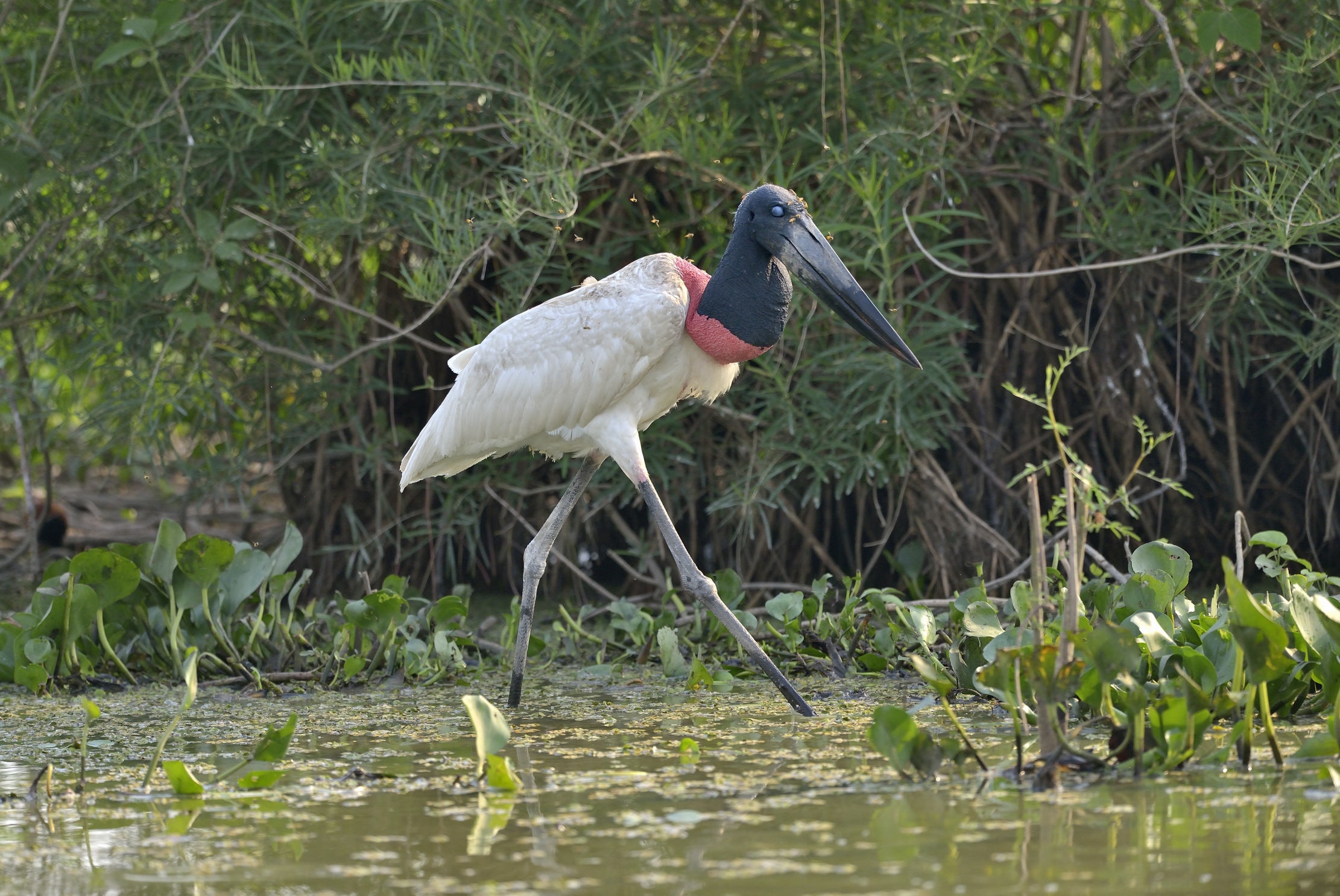 Pantanal 2015 - Cicogna Jabiru
