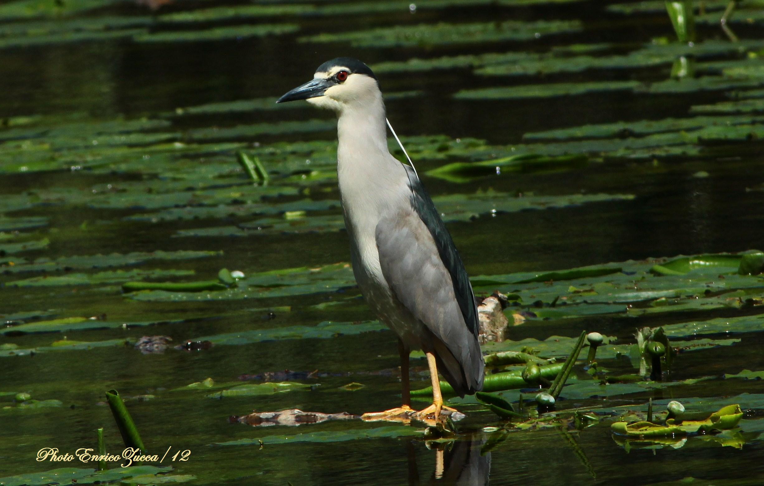 nitticora ... a godersi il sole