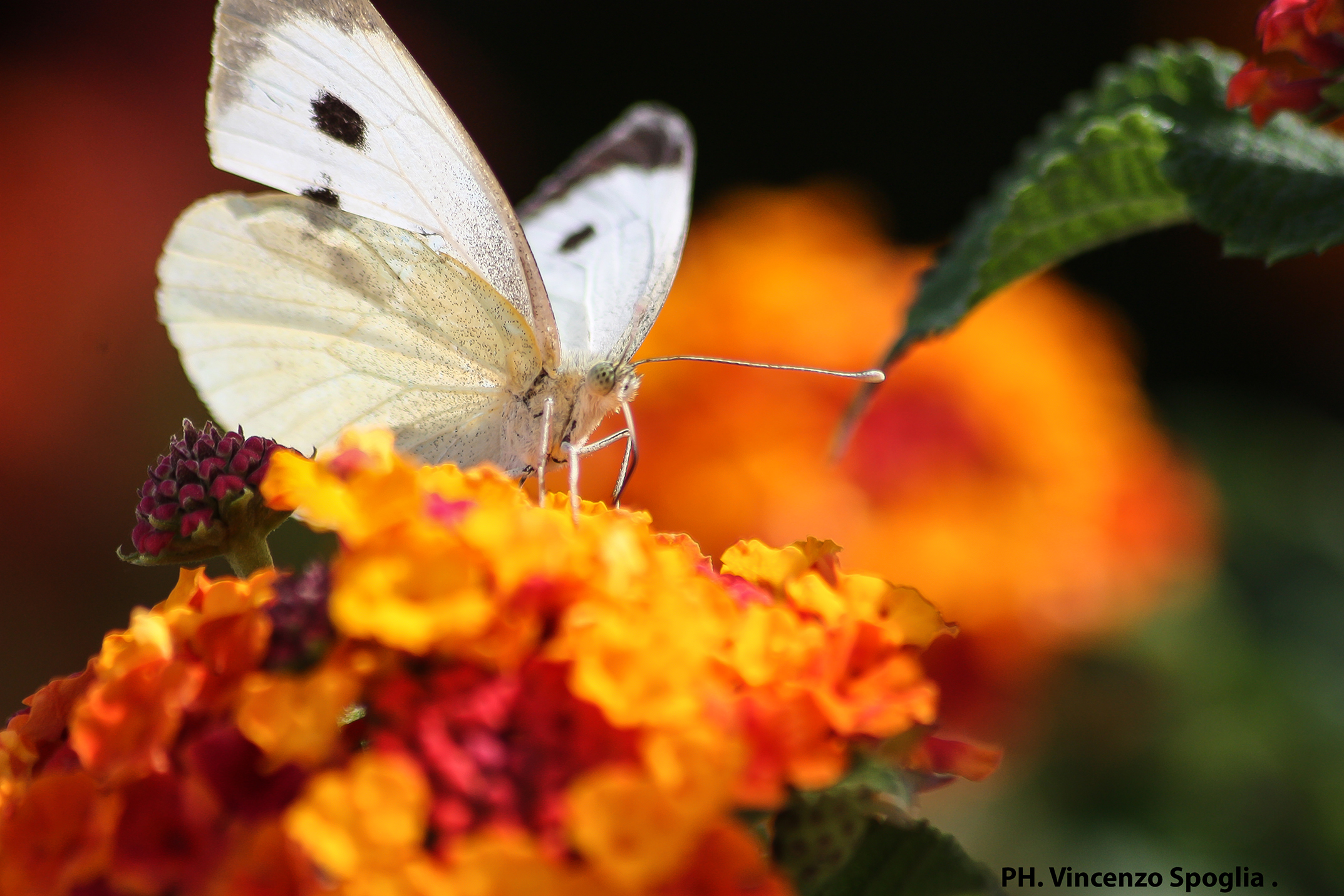Butterfly on Flower