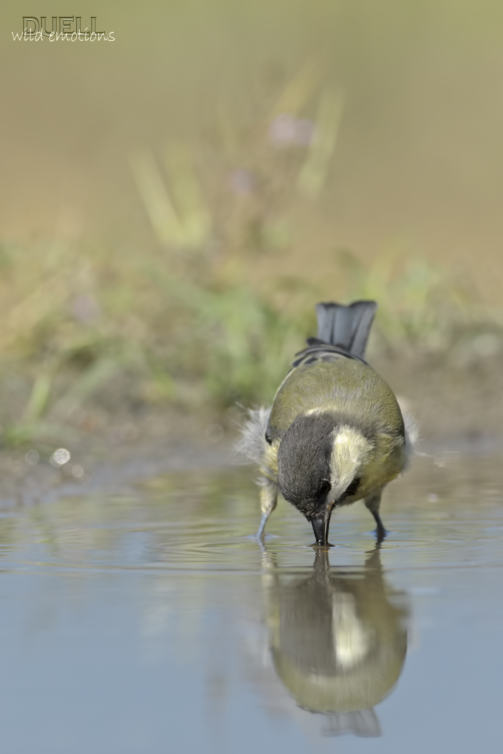 great tit drinking