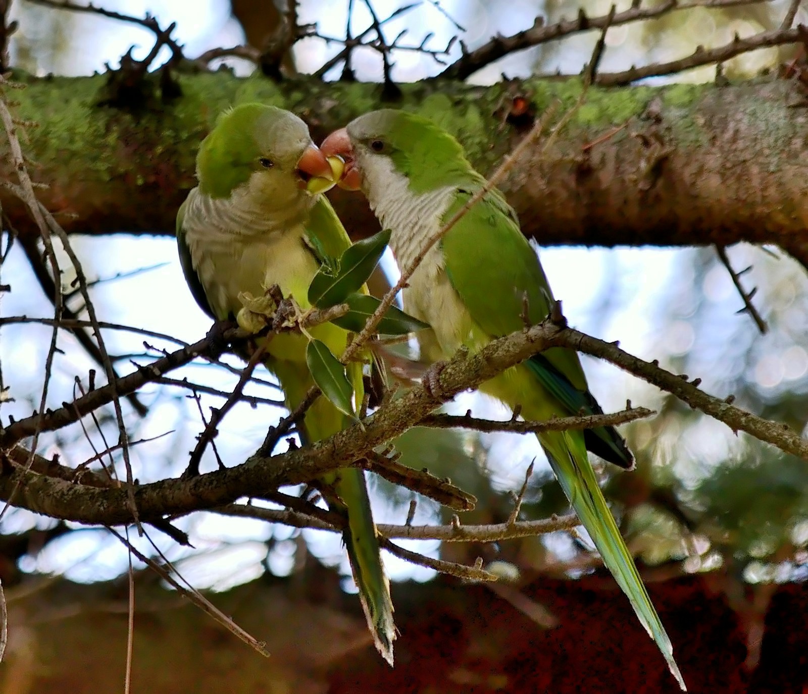 Tropical parrots in Rome