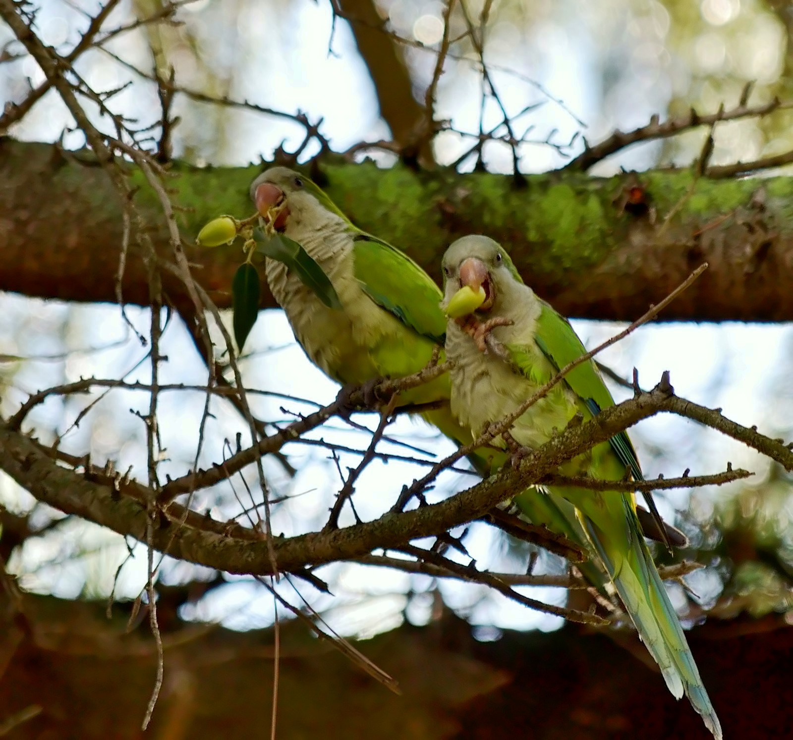 Tropical parrots in Rome