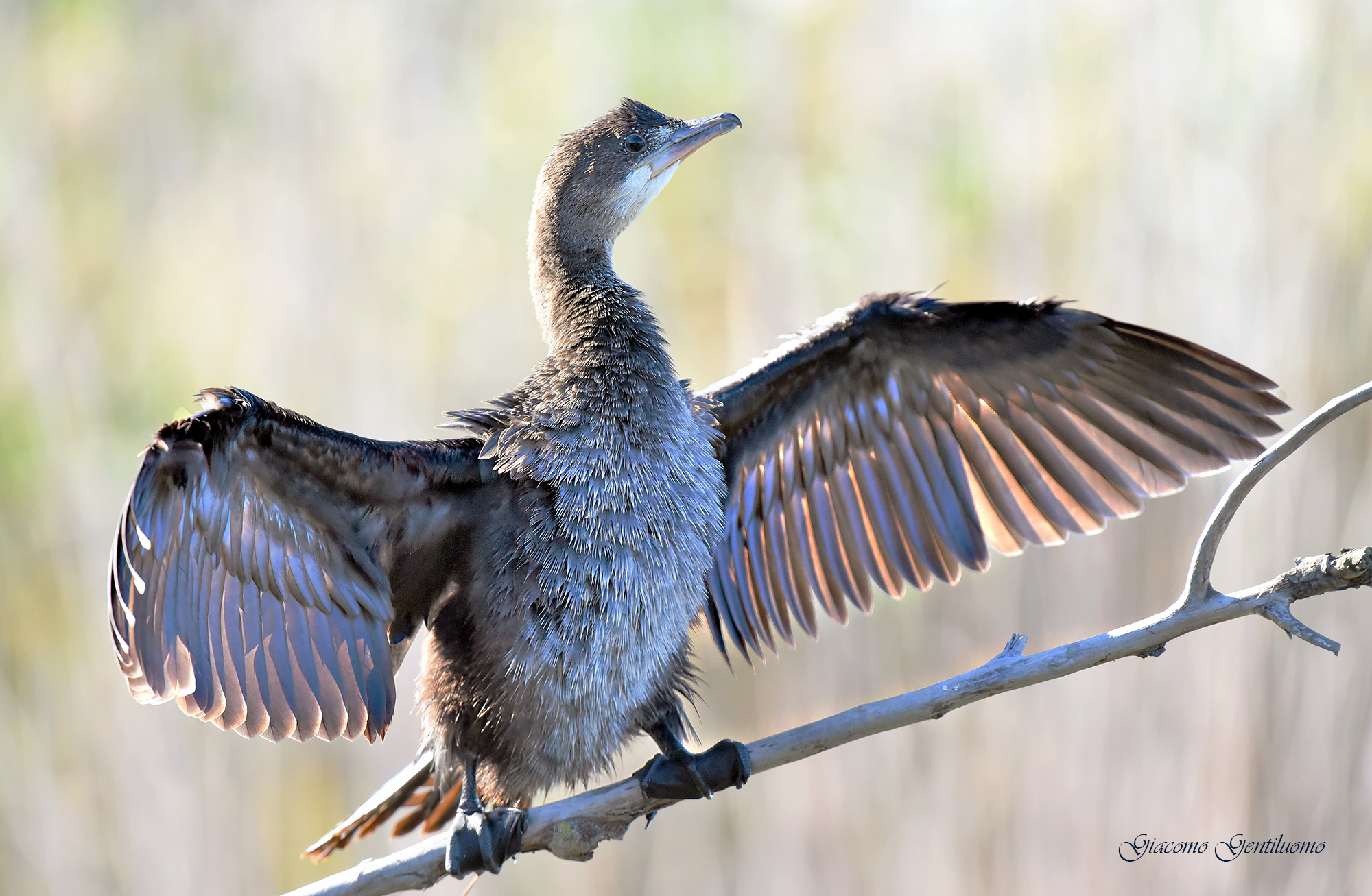 gran controluce di marangone minore