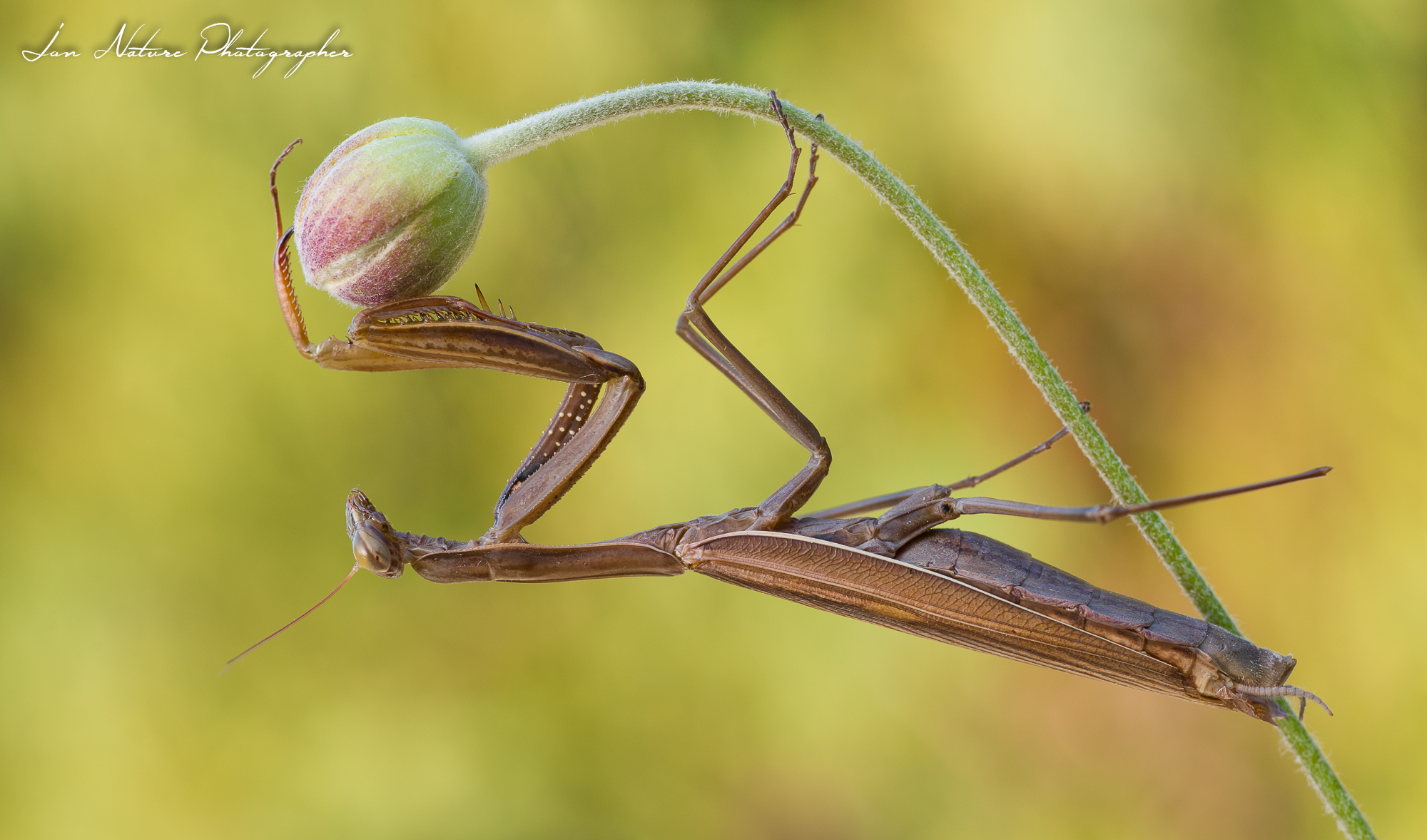 Nostalgia della nuova vita